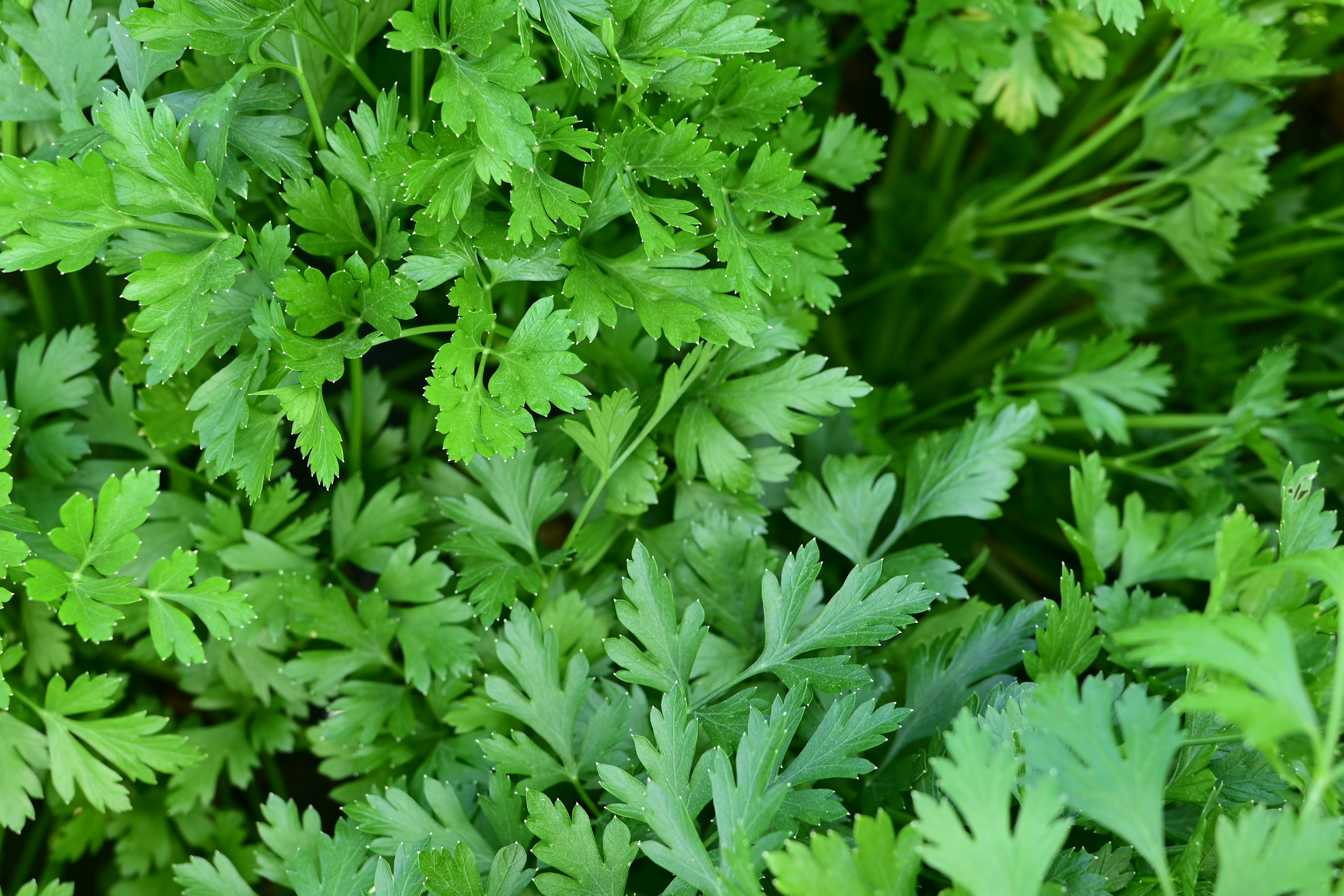 Italian Giant Heirloom Parsley - Organic