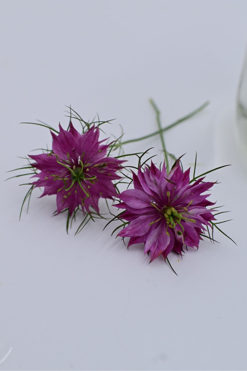 Miss Jekyll Rose Nigella AKA Love in a Mist - Organic