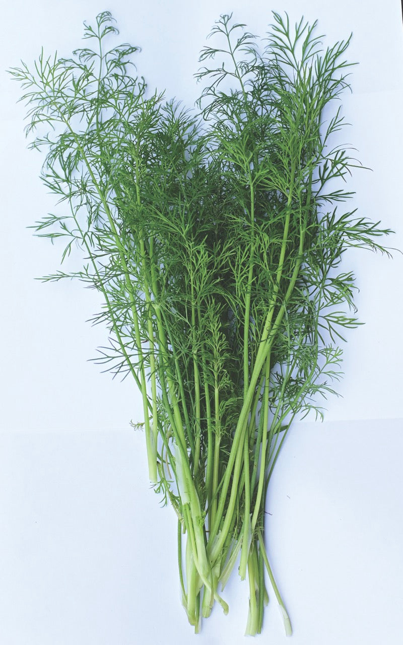 Greensleaves Dill Harvested for bunching displayed against a white background