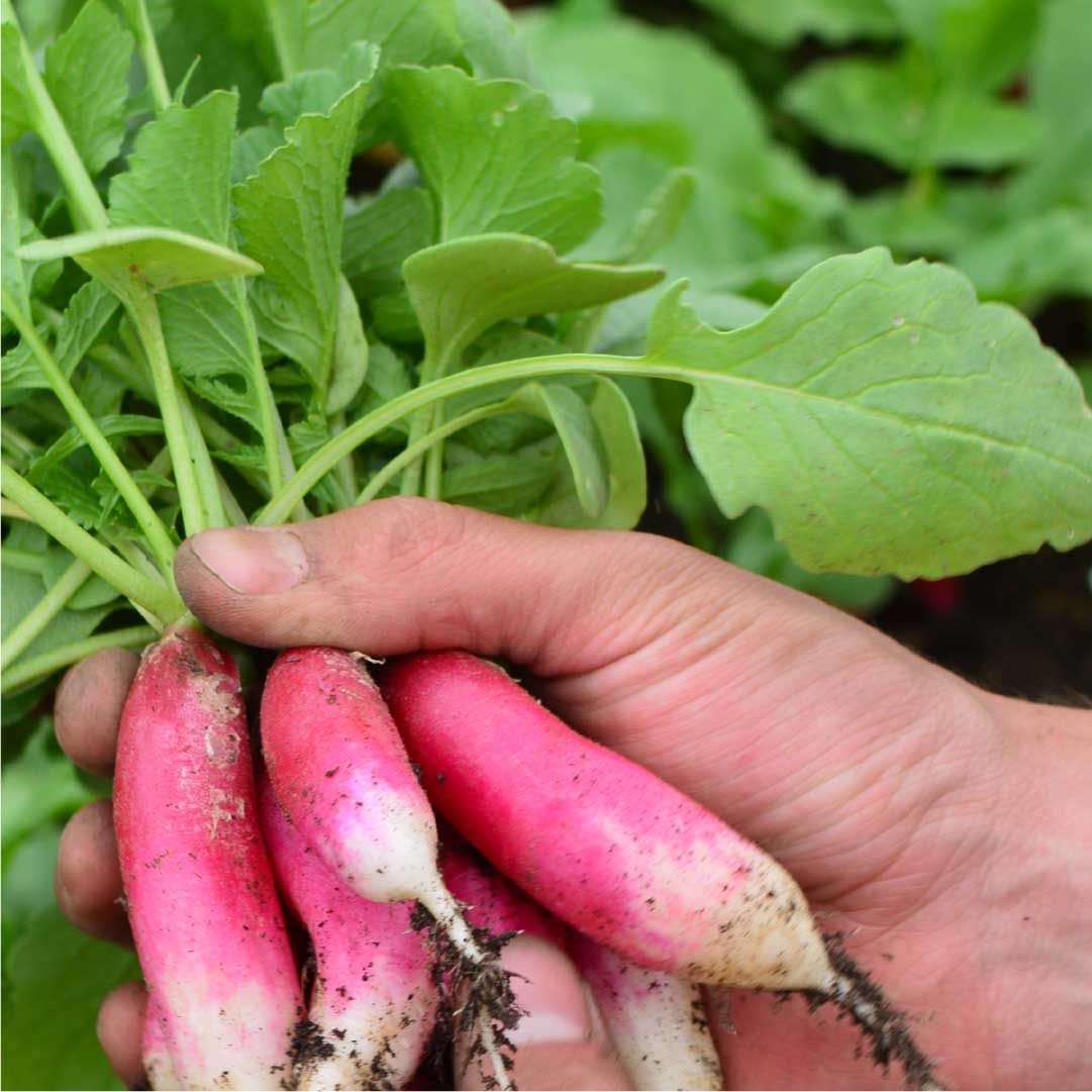 Radishes with hands