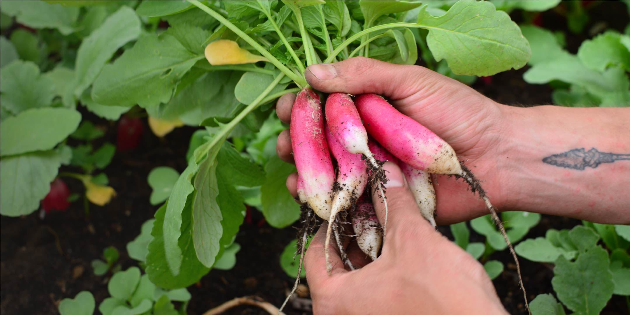 Radishes in Hands