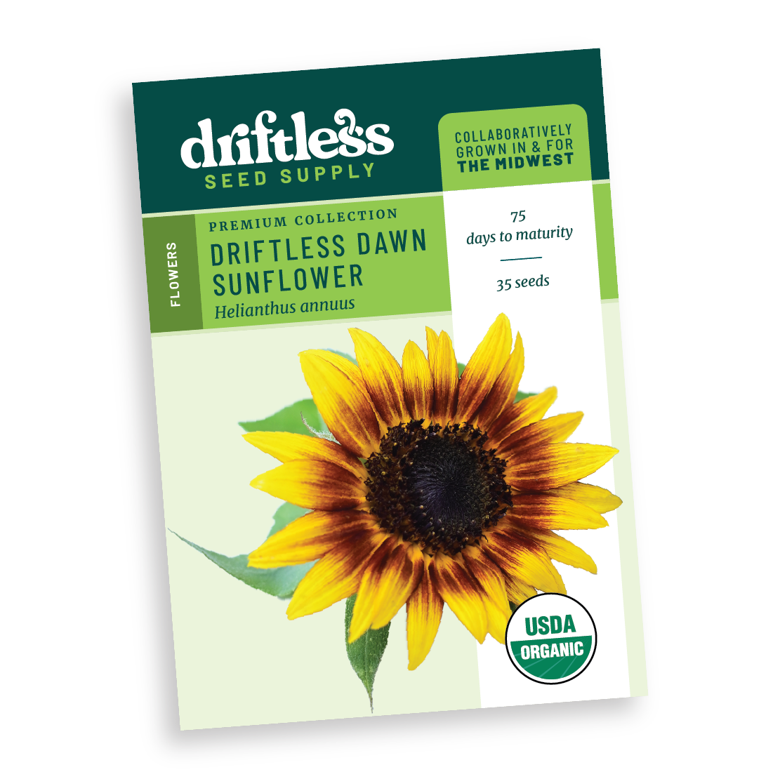 Driftless Dawn Premium Branched Bicolor Sunflower