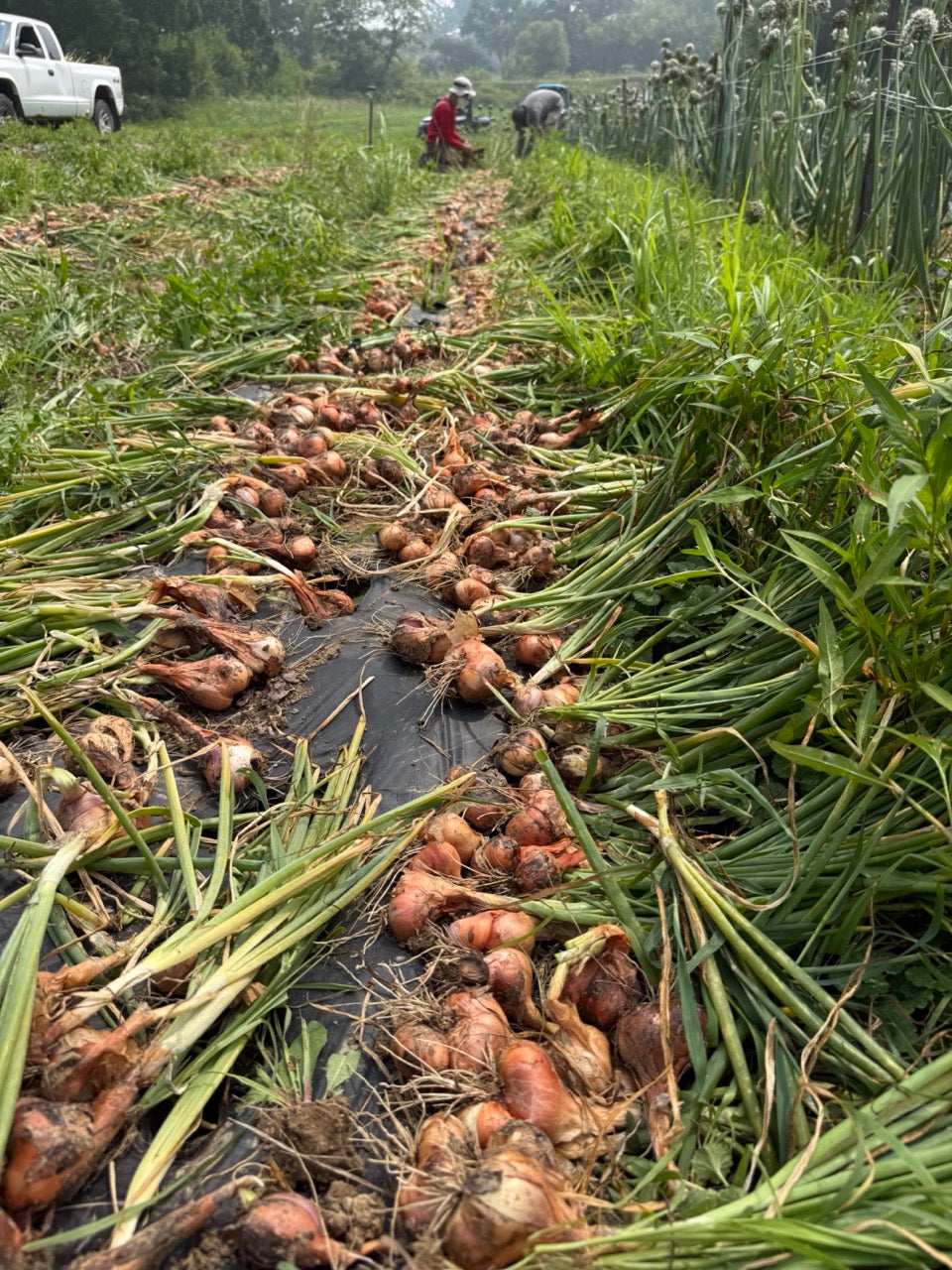 Driftless Red Organic Shallot