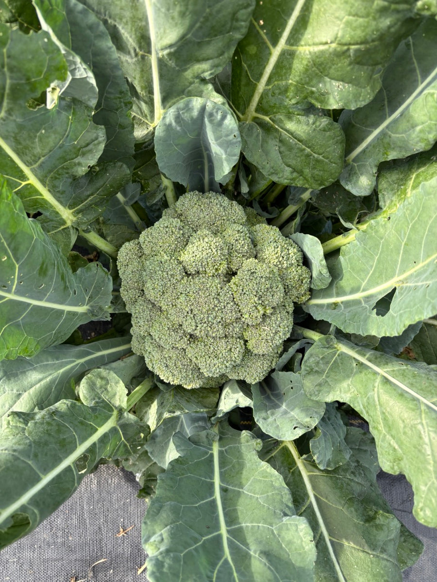 EasternCrownBroccoliF1PlantLar