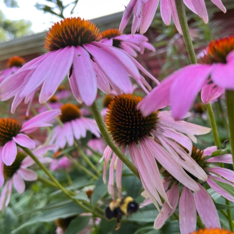 Echinacea flowers with a native bumblebee