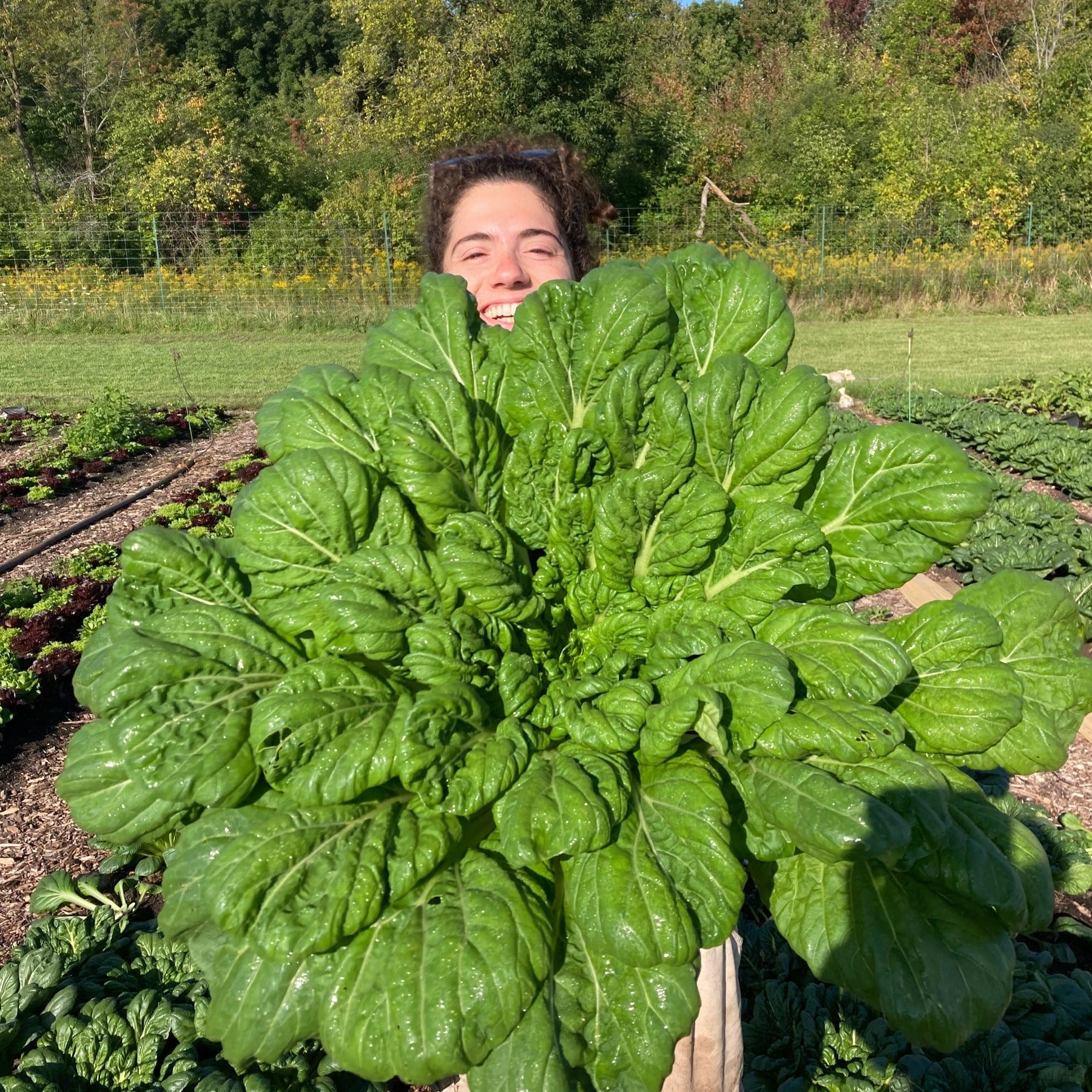 A happy farmer in the garden holding a huge tatsoi plant 