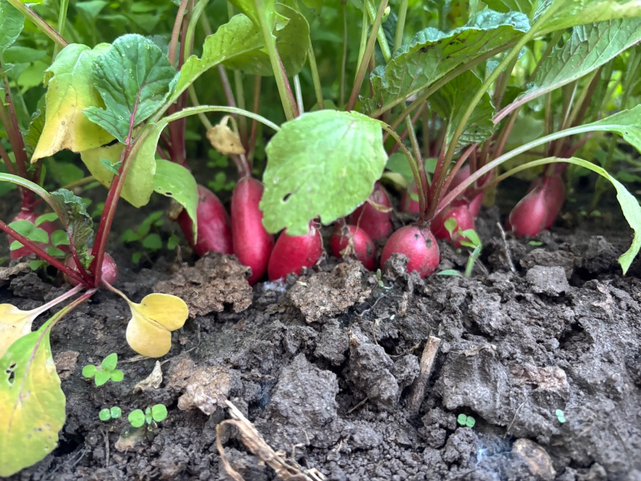 French Breakfast Improved Radish - Organic