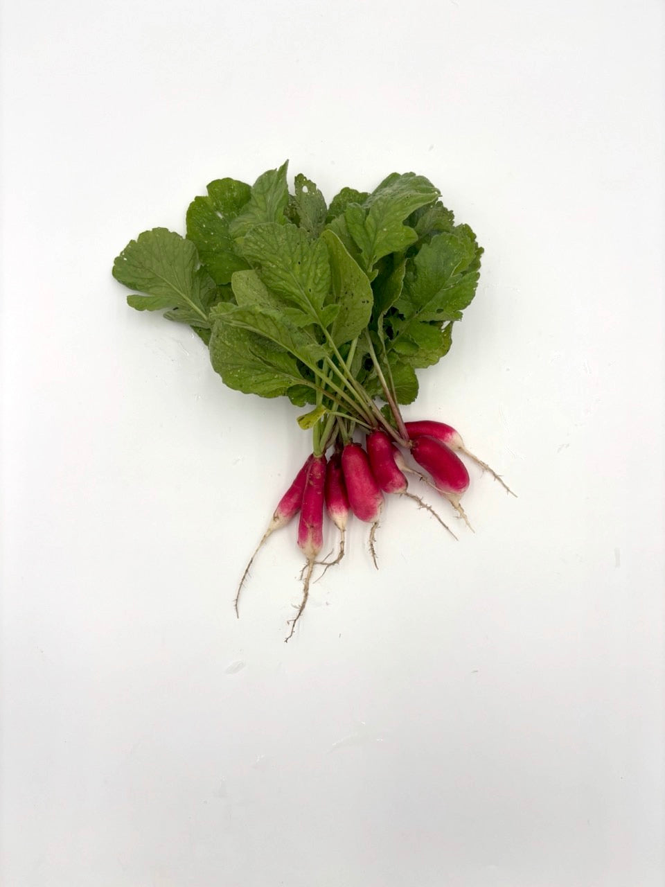 French Breakfast Improved Radish - Organic