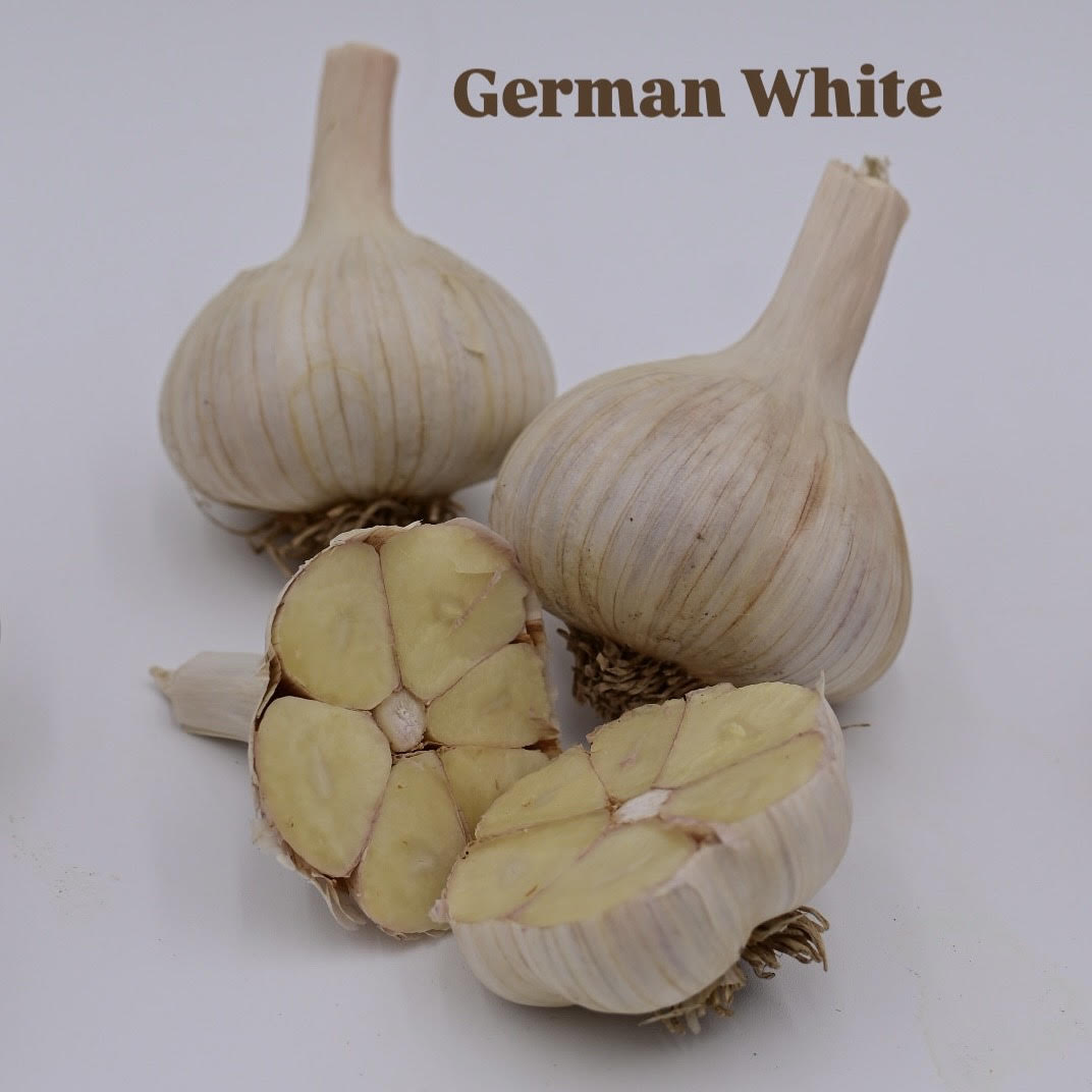 German White Organic Porcelain Garlic