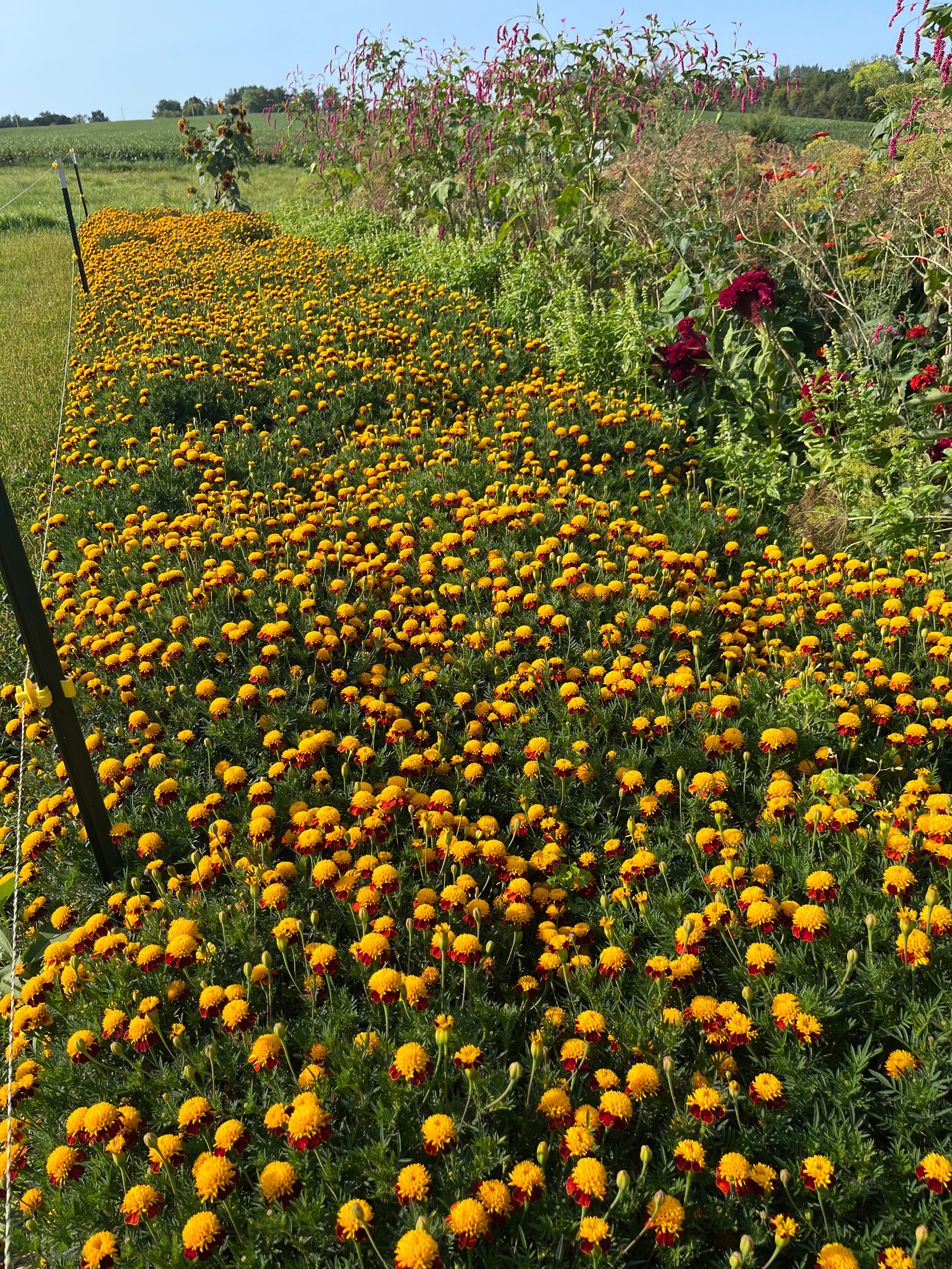 A row of gibraltar marigolds in a field. 