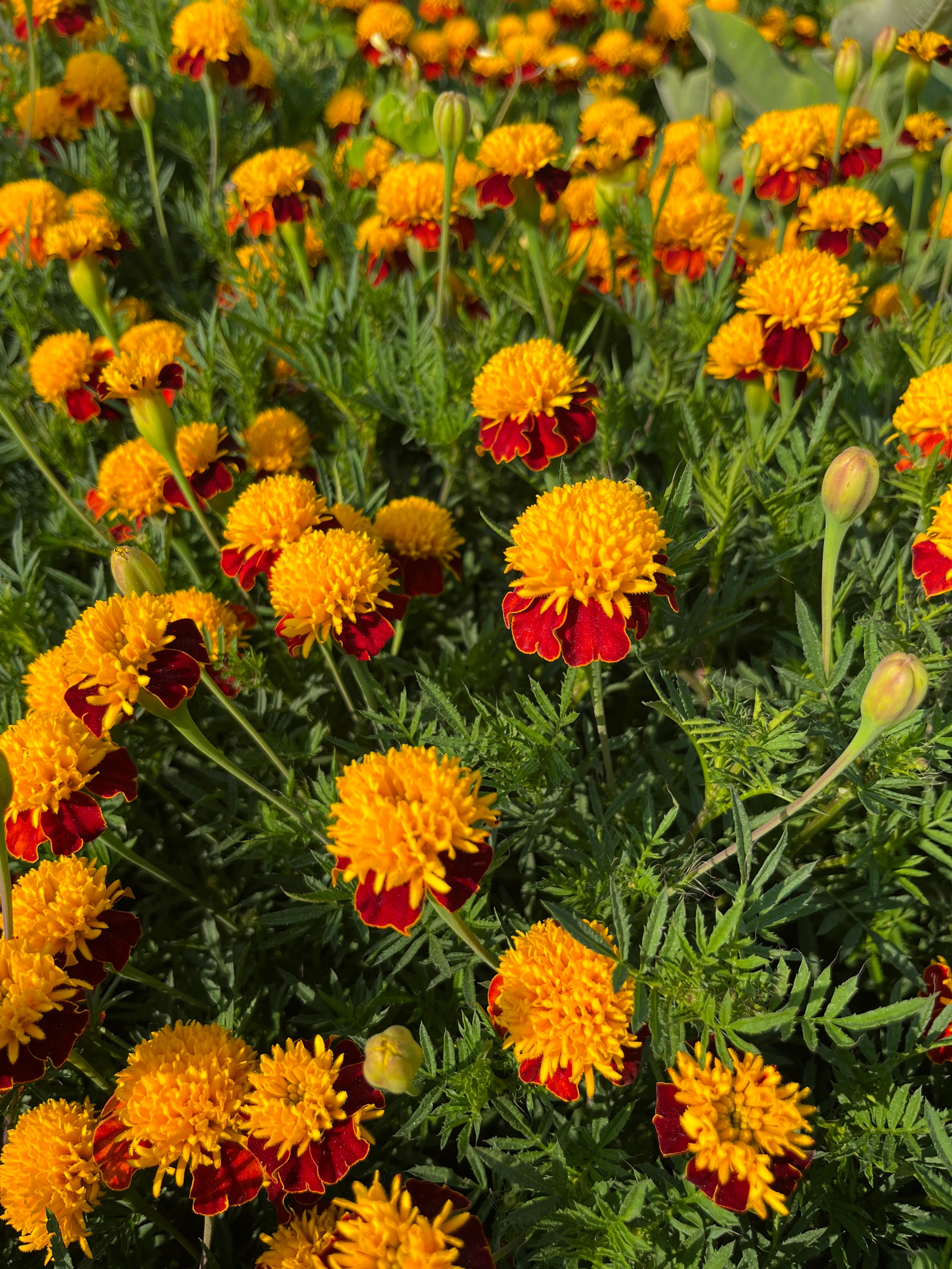 Many marigold heads with mustard yellow petal puffs surrounded by red ray flower petals. 