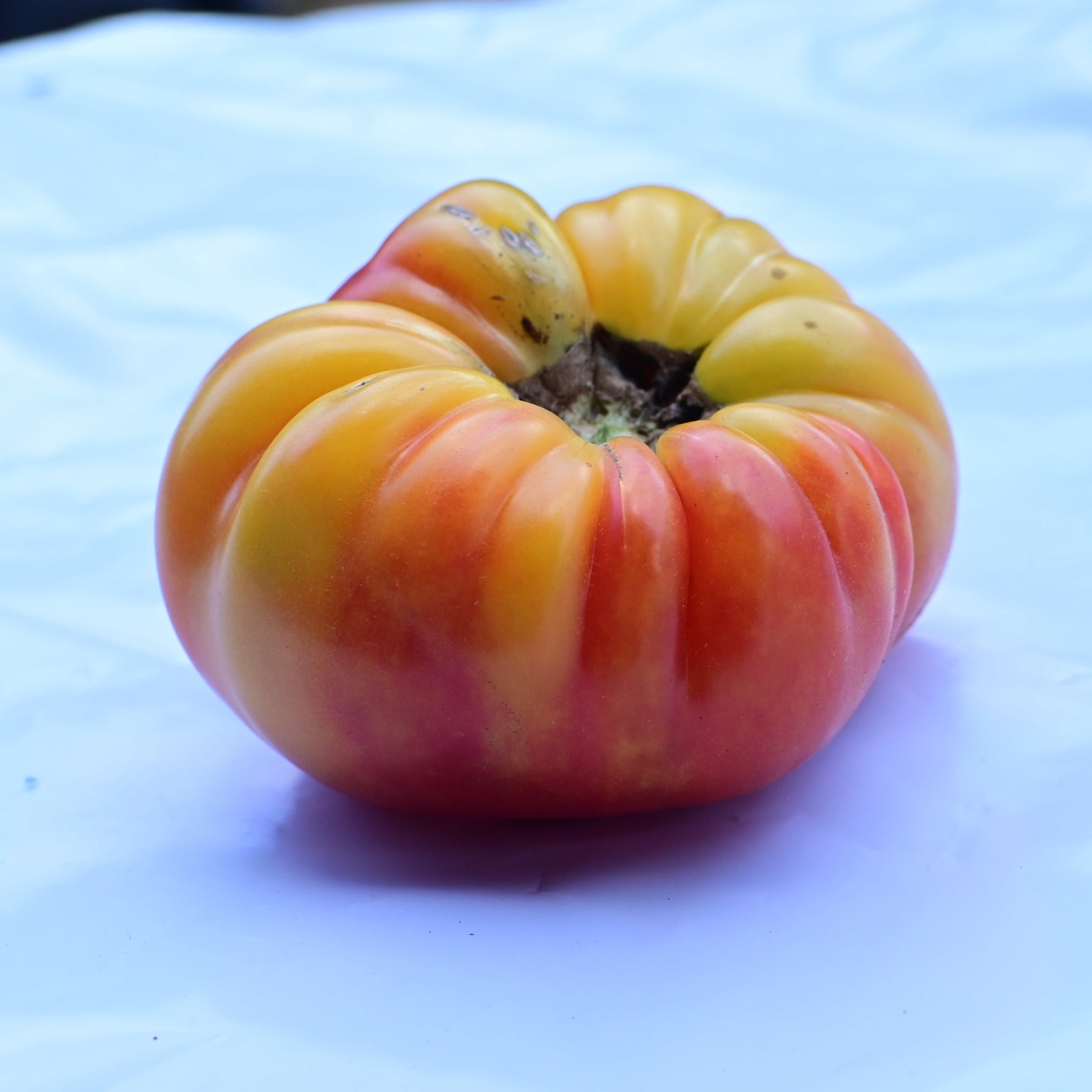 Gold Medal Premium Heirloom Bicolor Beefsteak Tomato