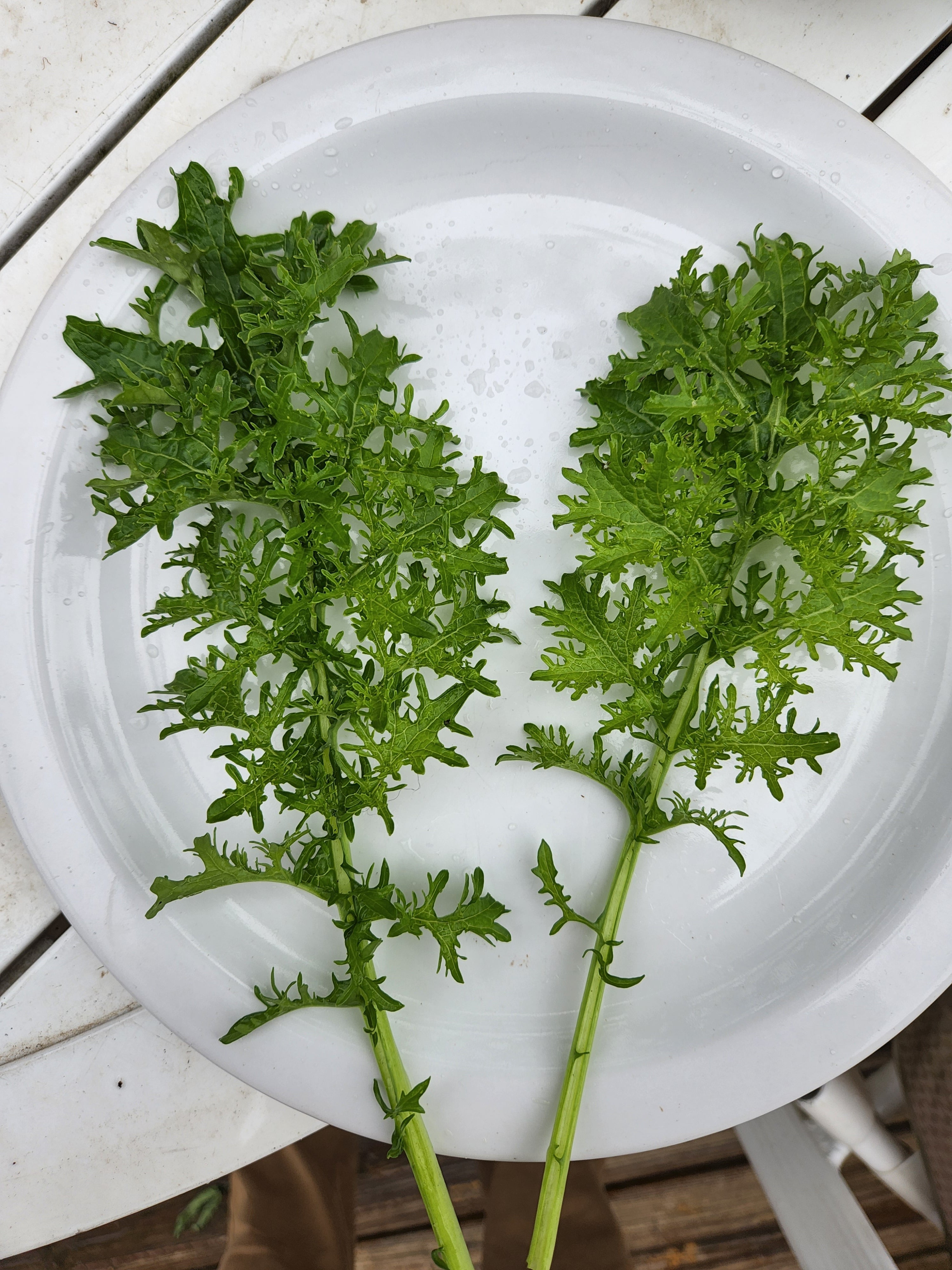 Two leaves of golden frill mustard sit atop a white plate