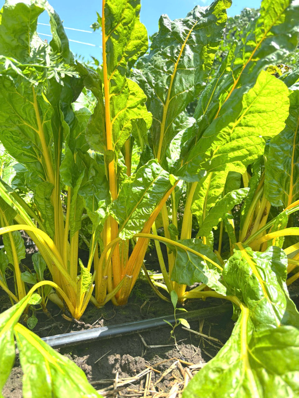 Close-up of green leafy chard plants with yellow stems in a garden setting.