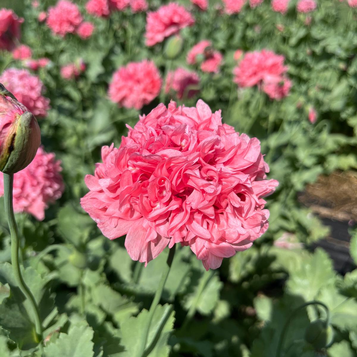 HF Pink Poppy