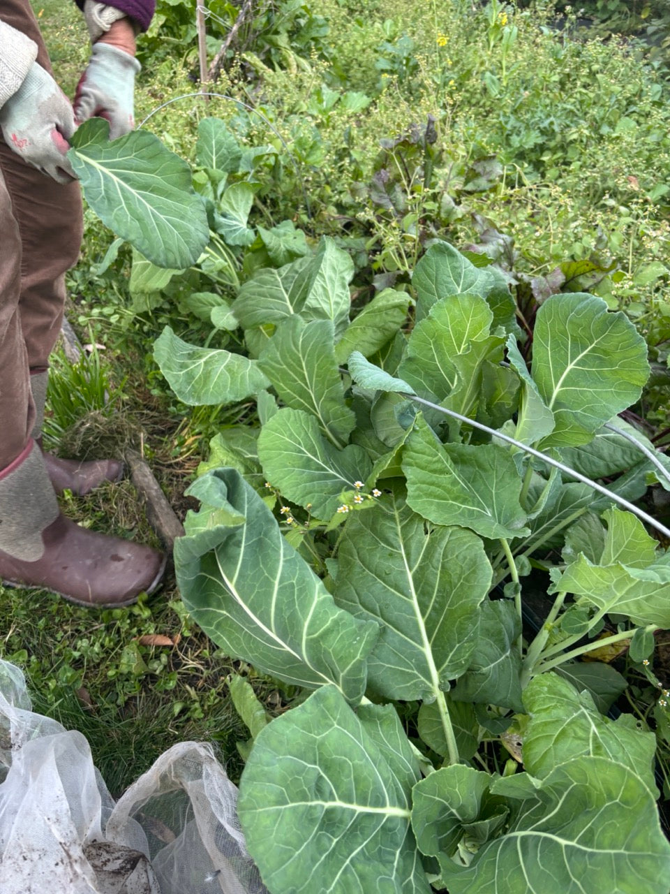 Champion Heirloom Collards Cold-hardy Greens - Organic
