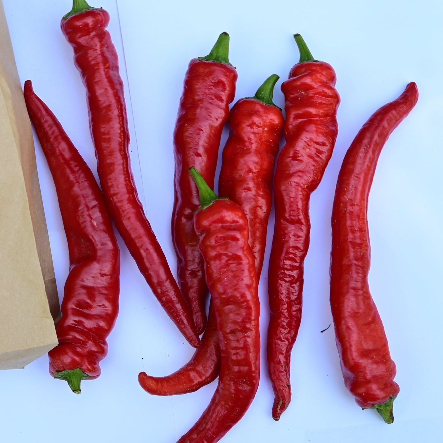 A group of Hot Portugal ripe red peppers on a white background