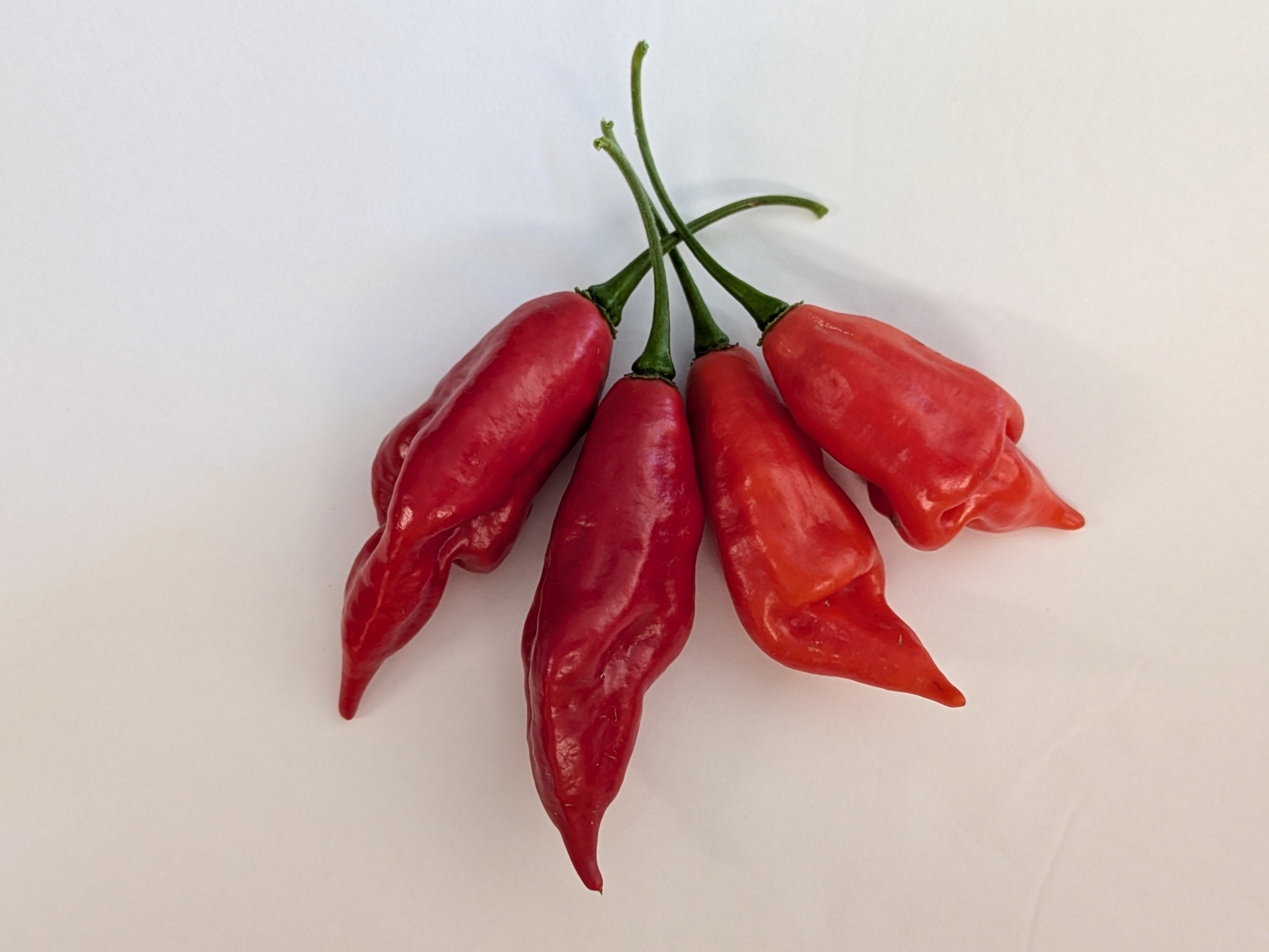 Hot Paper Lantern Red Habanero Pepper - Organic