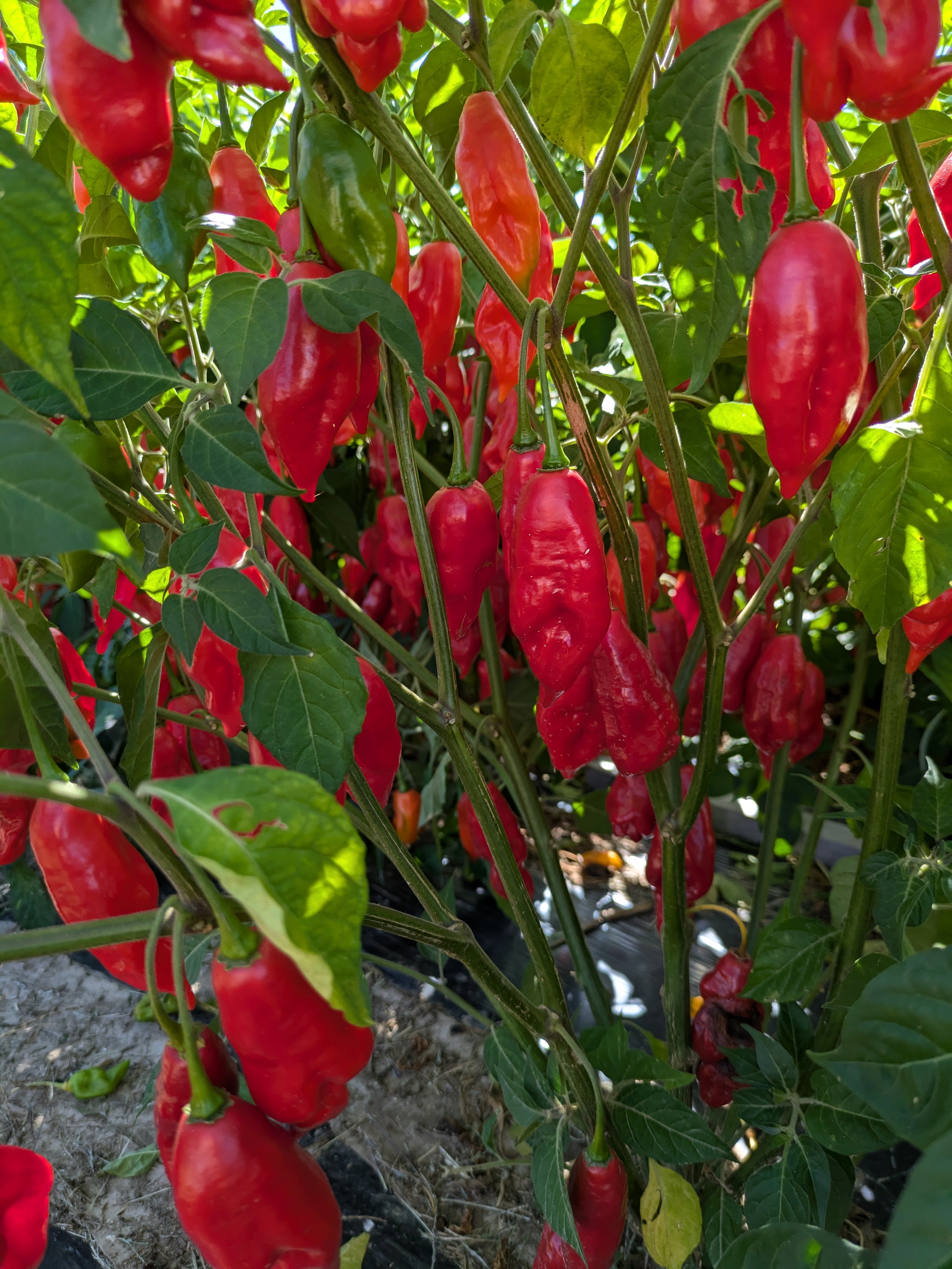 Hot Paper Lantern Red Habanero Pepper - Organic