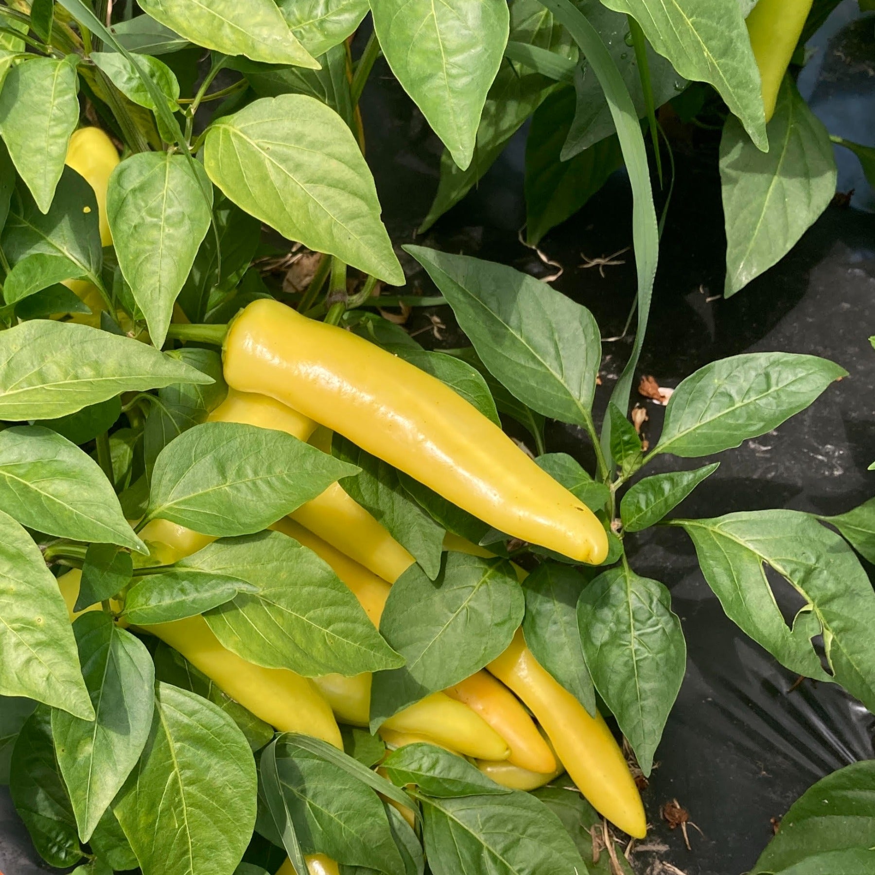 A pepper plant loaded with Hungarian Hot Wax peppers before harvest