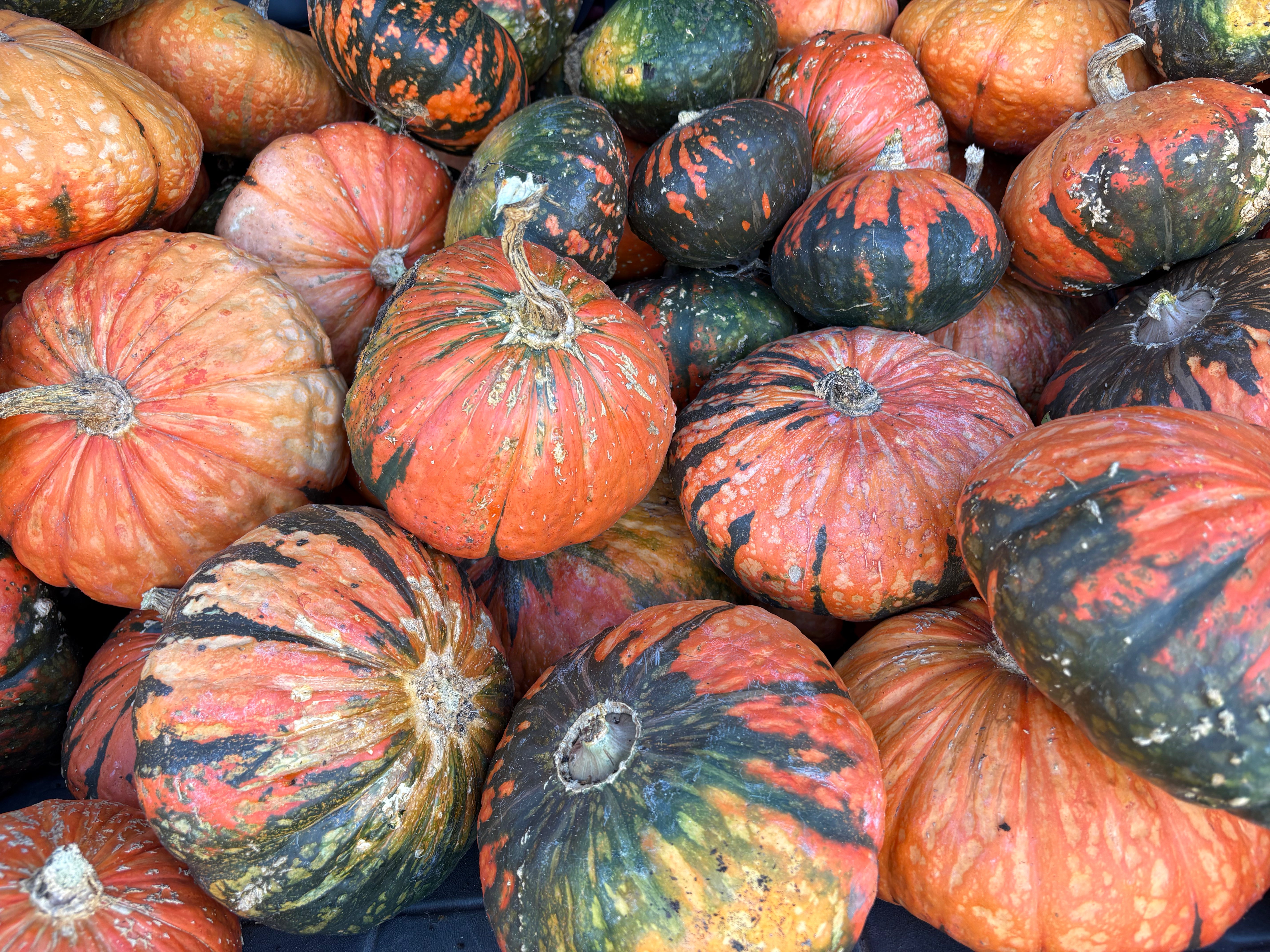 Green Gold Winter Squash