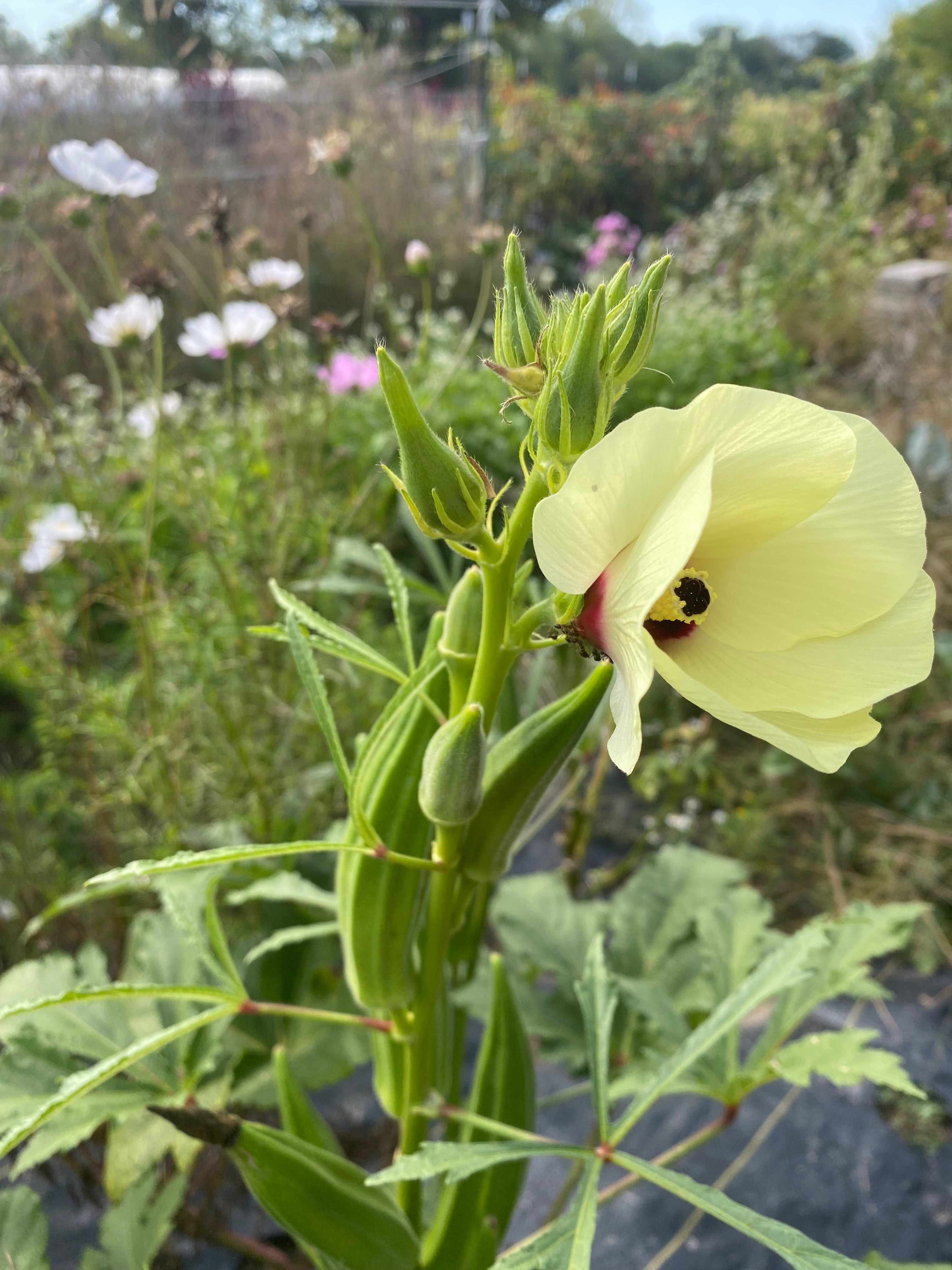 Martha Bruns Okra