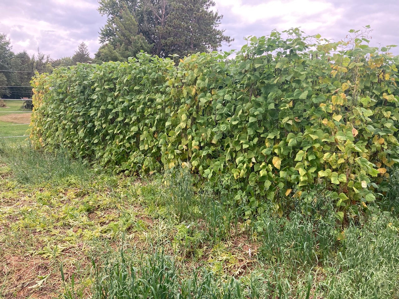 Rattlesnake Pole Bean - Snap and Dry Bean