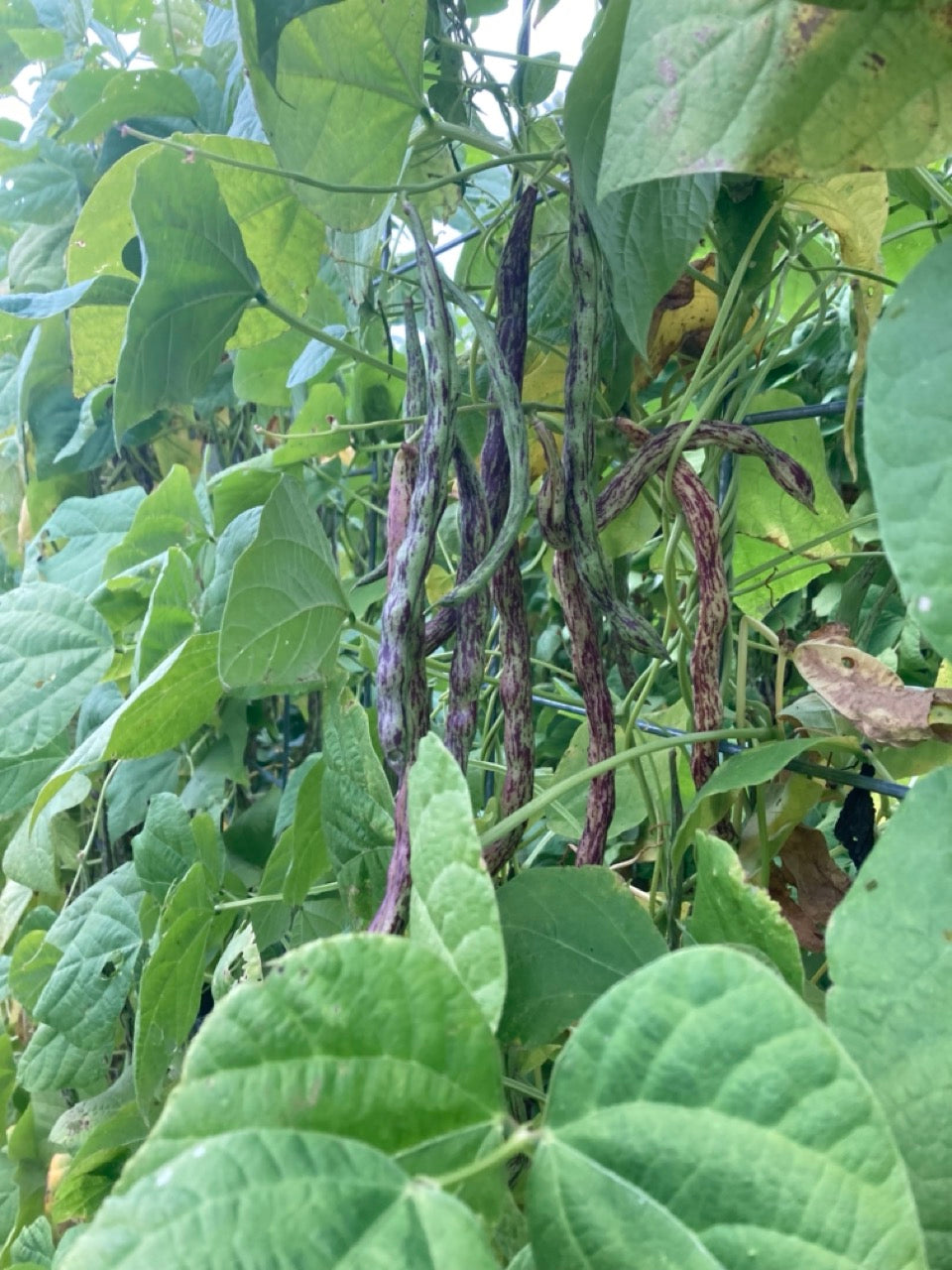 Rattlesnake Pole Bean - Snap and Dry Bean