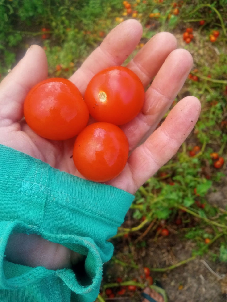 Stupice Early Red Heirloom Tomato - Organic