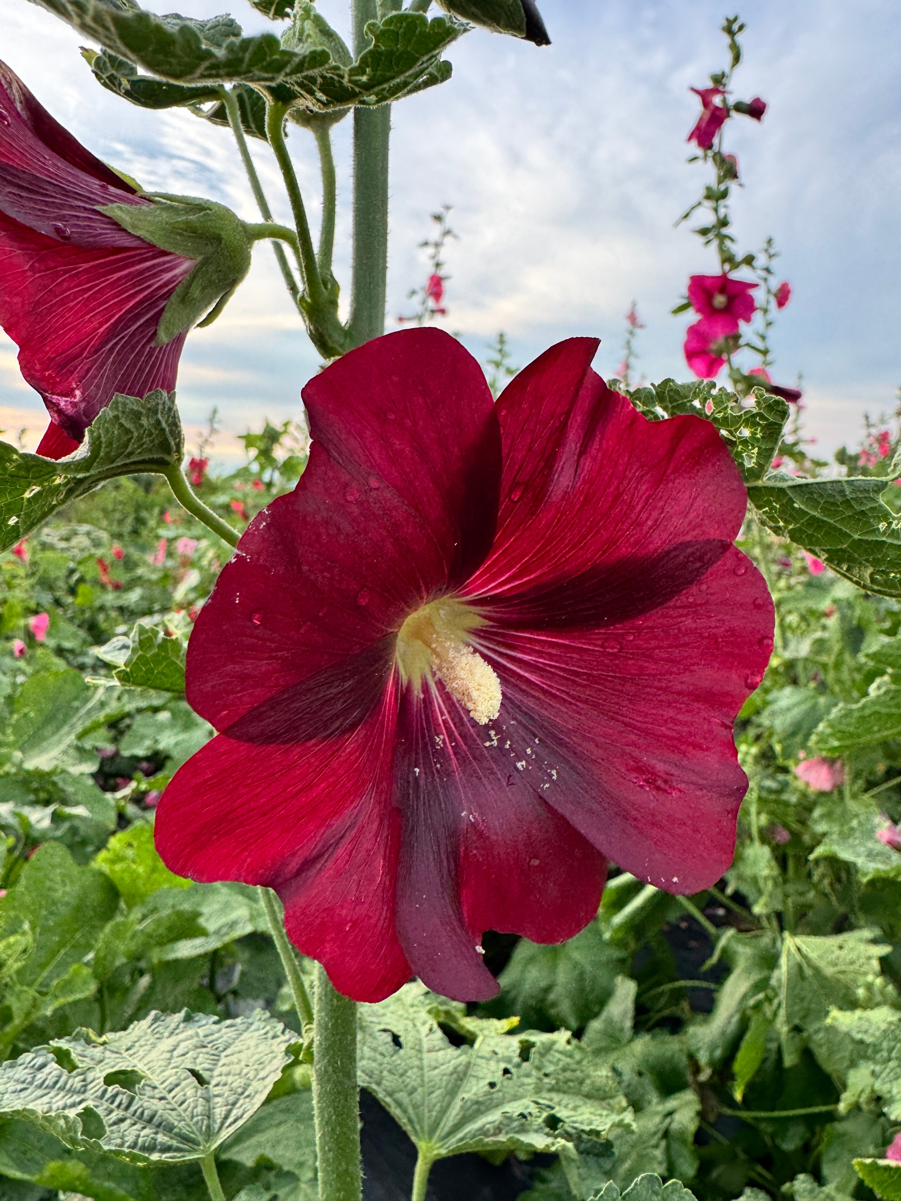 Dayna's Backyard Pigpen Hollyhock Mix - Organic