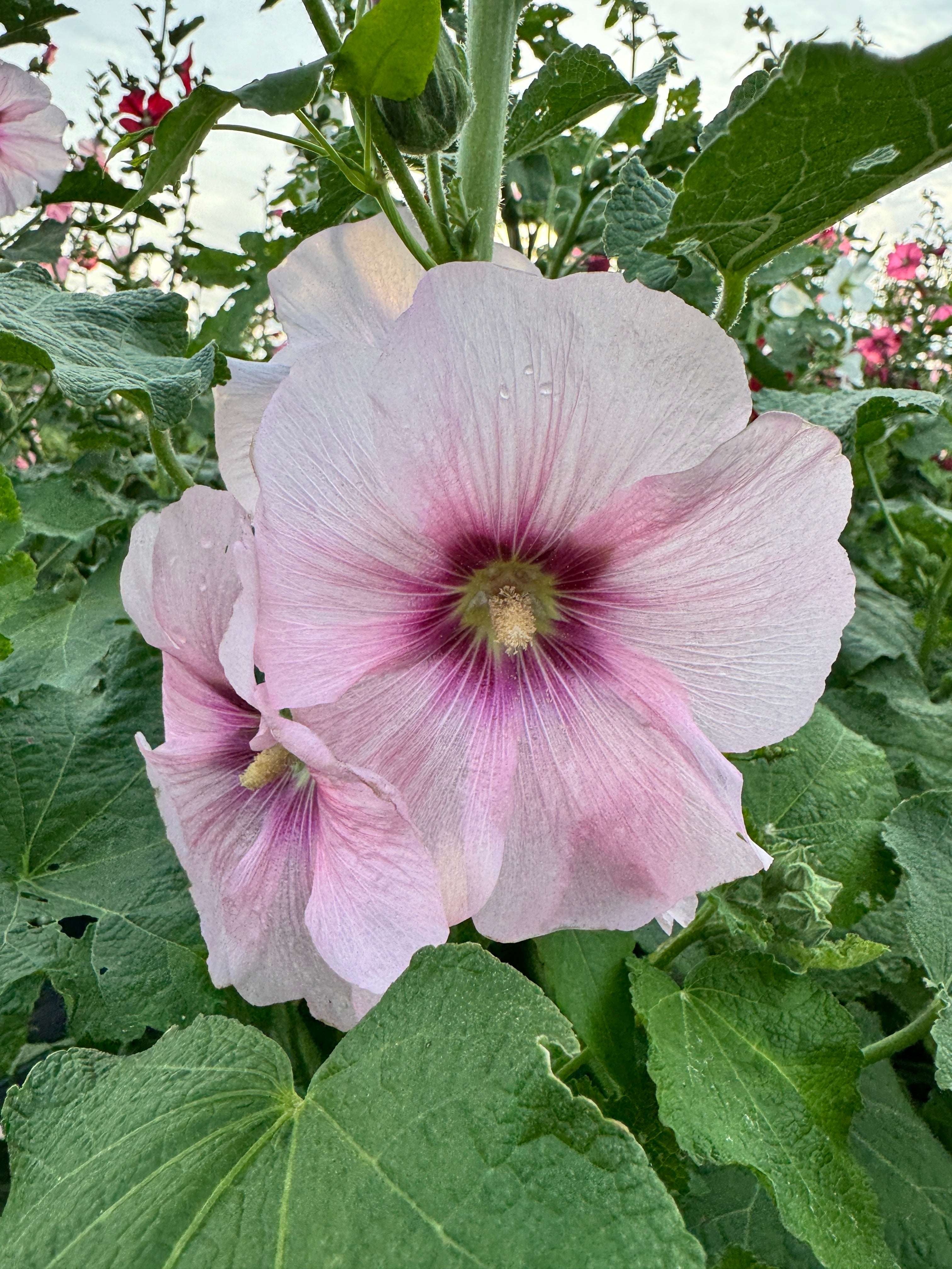 Dayna's Backyard Pigpen Hollyhock Mix - Organic
