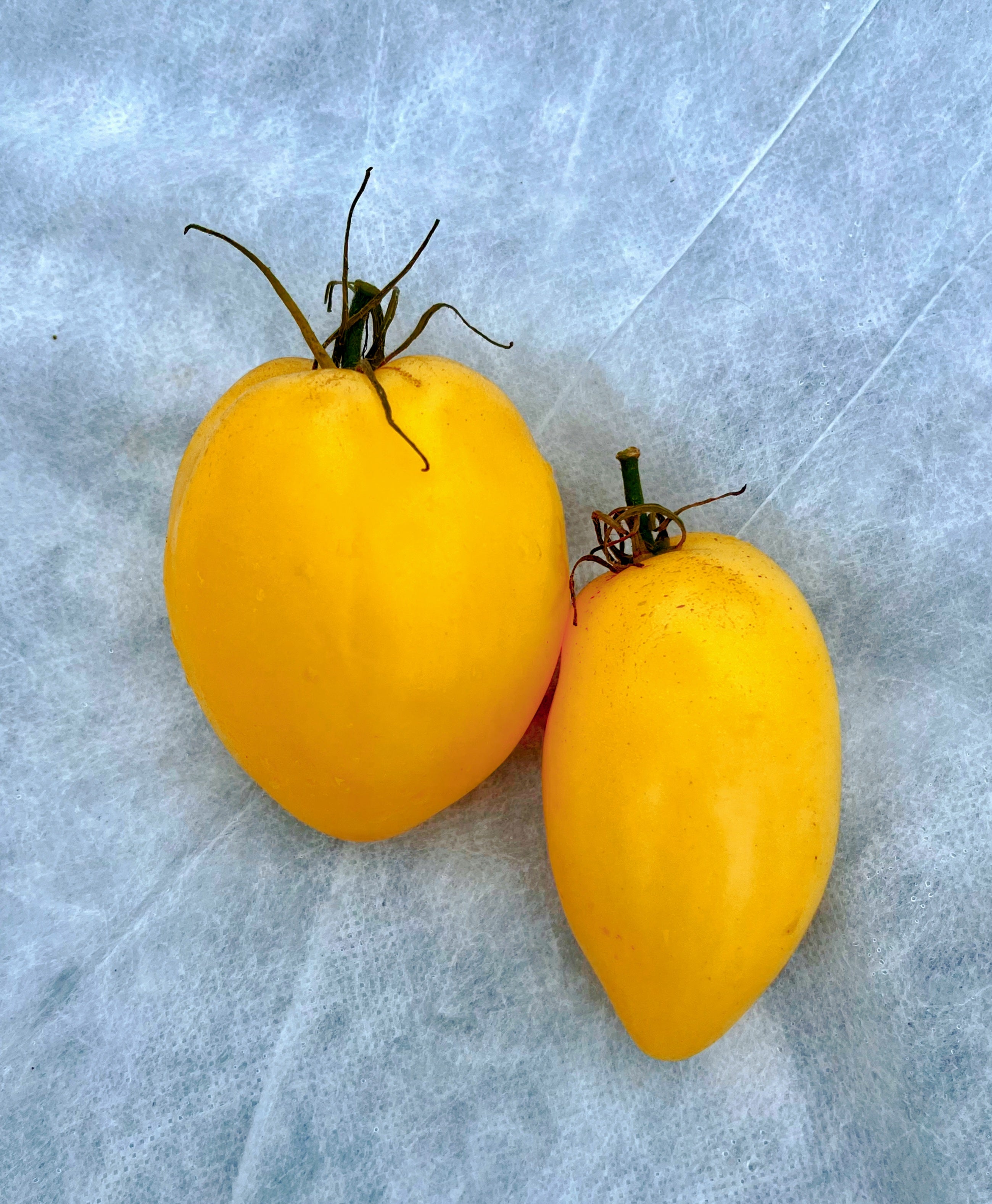 Two yellow fruits on a textured gray surface