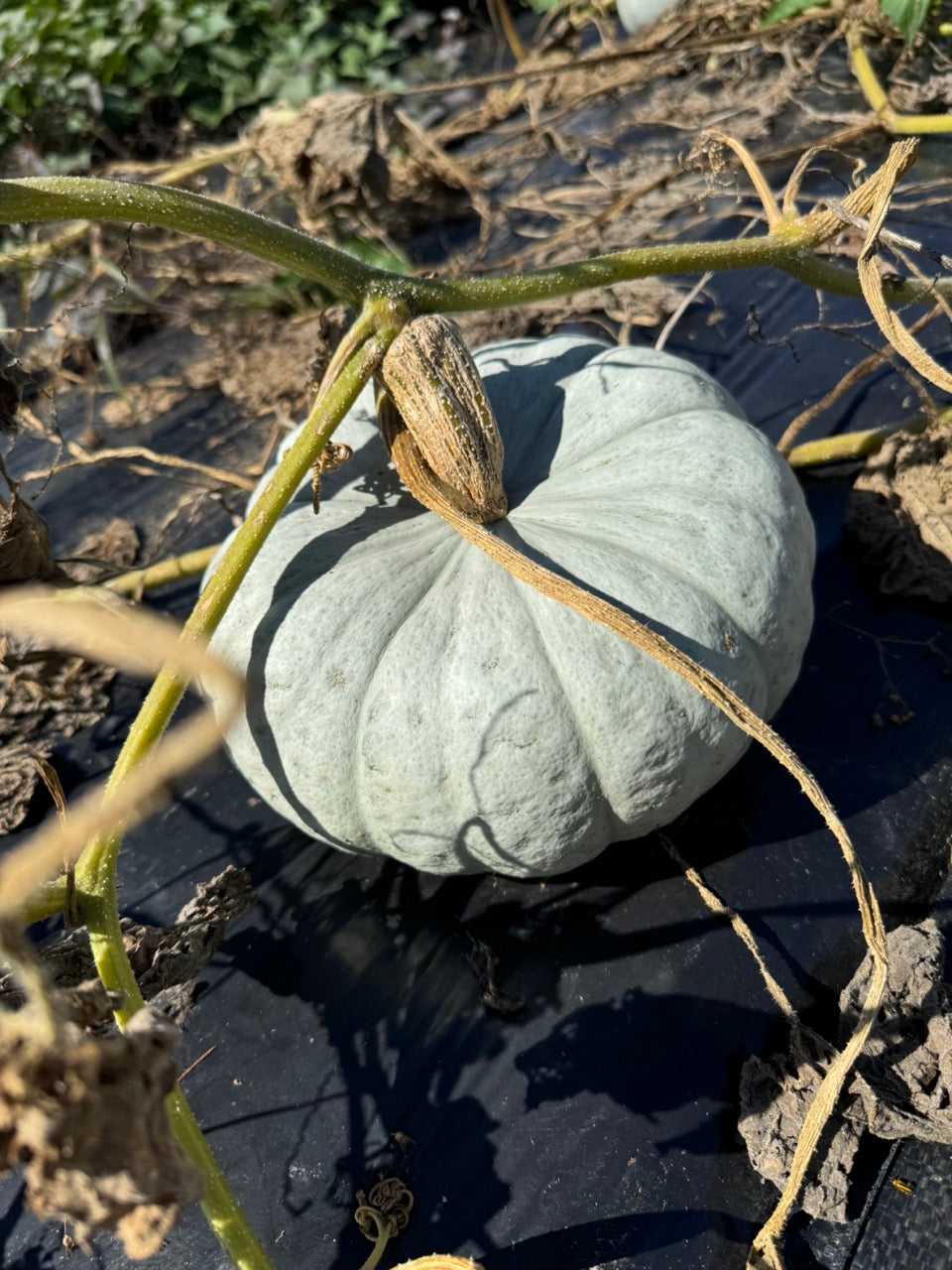 Stella Blue Winter Squash - Organic