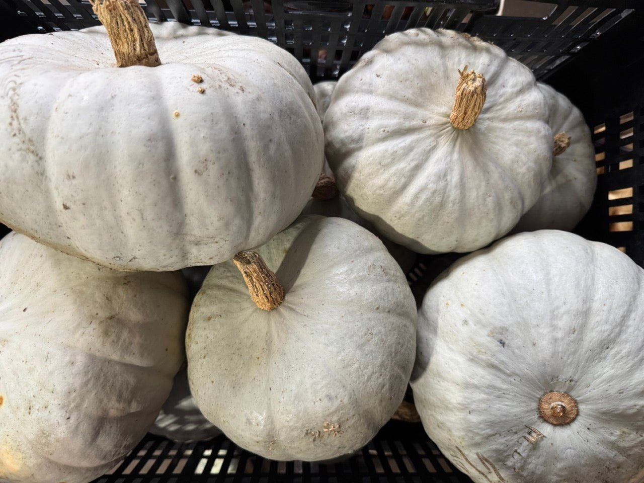 Stella Blue Winter Squash - Organic