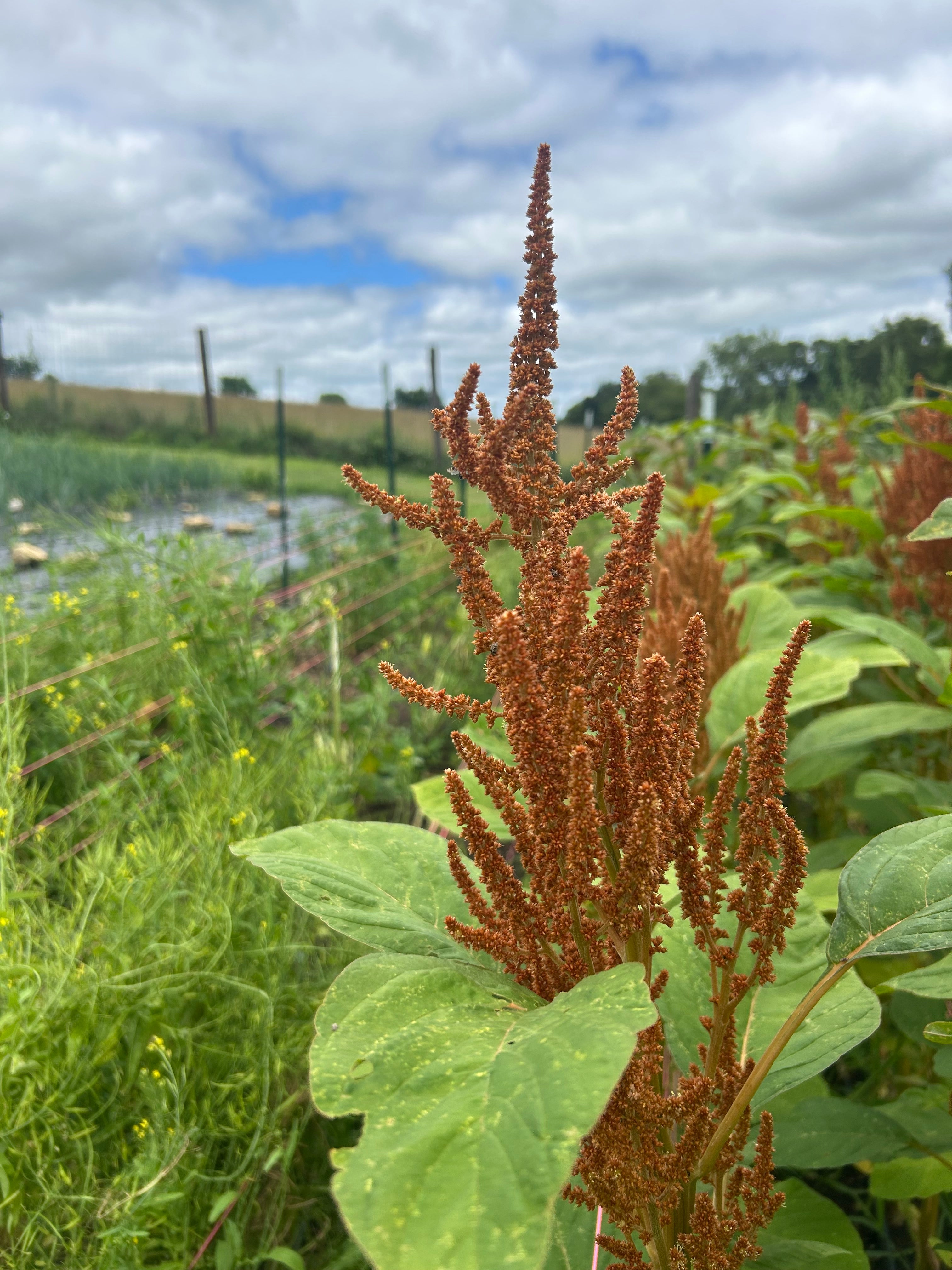 Hot Biscuits Amaranth