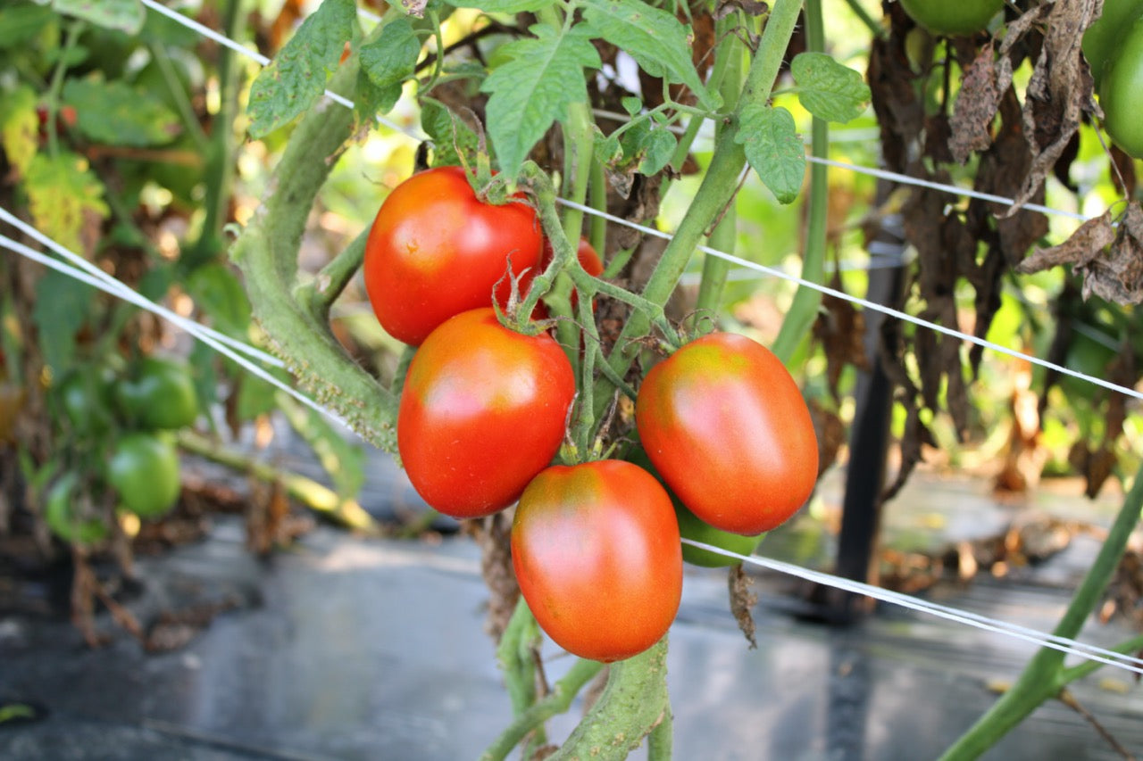 Quadro Disease Resistant Paste Tomato - Organic