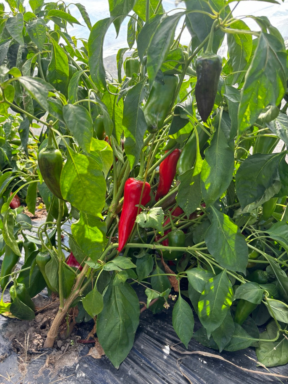 Early Perfect Italian Red Roasting Pepper - Organic