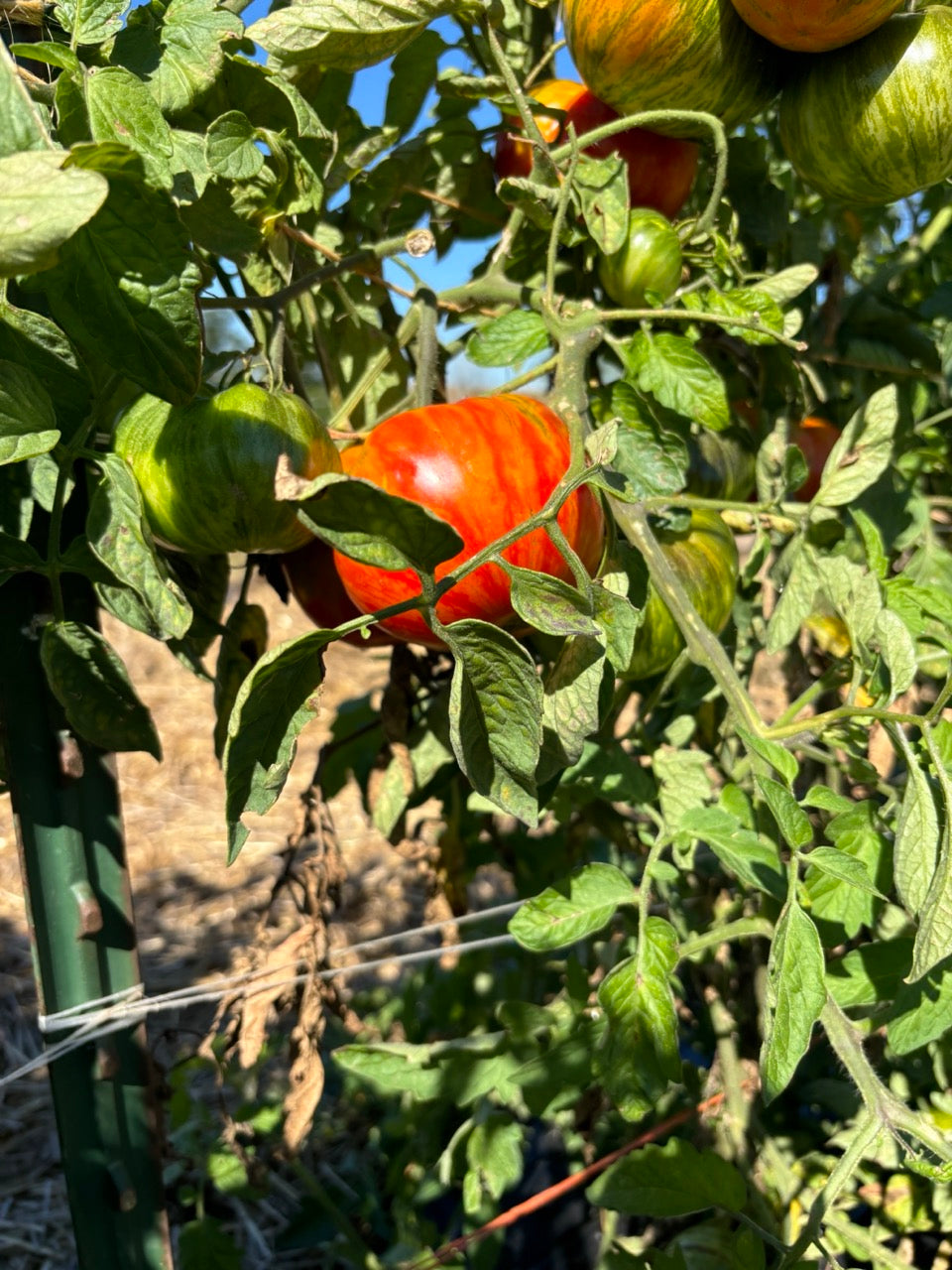 Solar Flare Striped Beefsteak Tomato - Organic