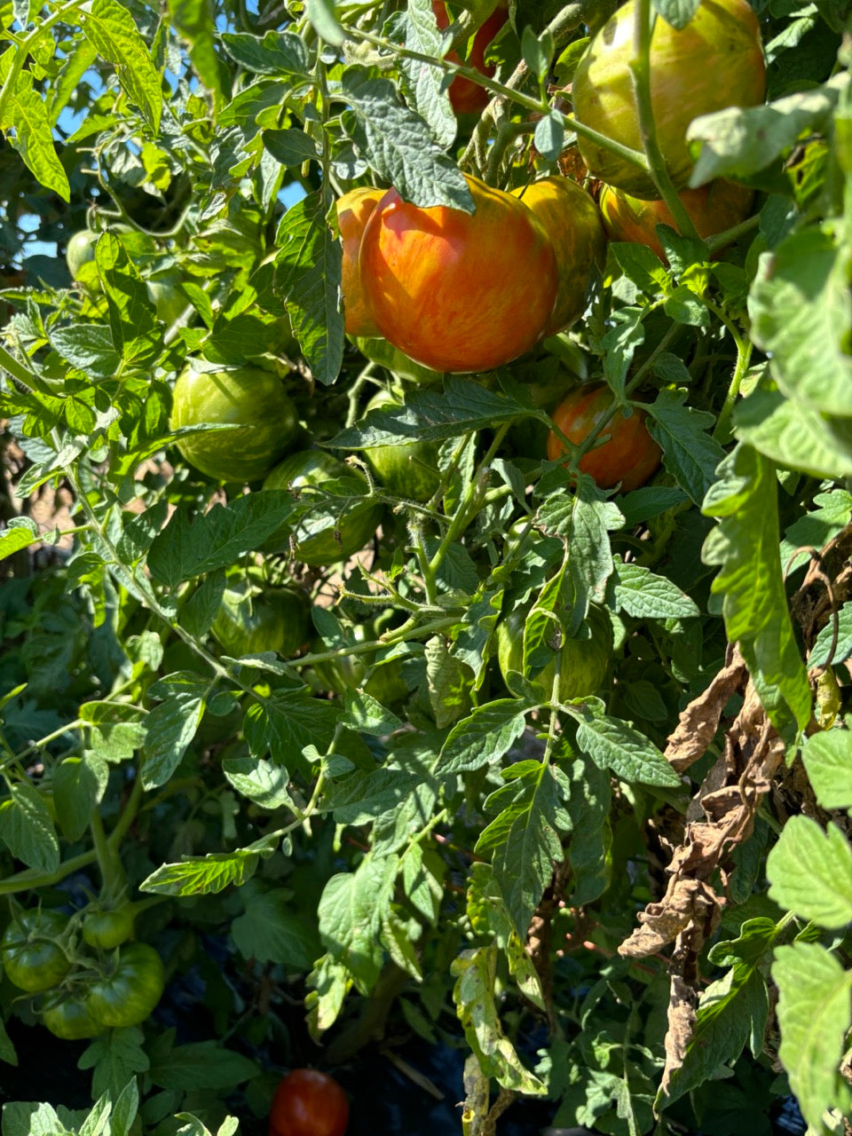 Solar Flare Striped Beefsteak Tomato - Organic