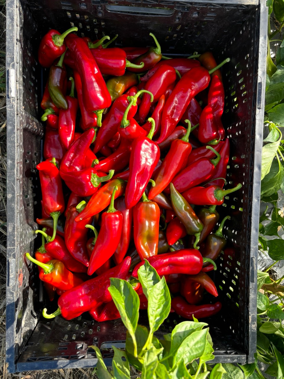 Early Perfect Italian Red Roasting Pepper - Organic