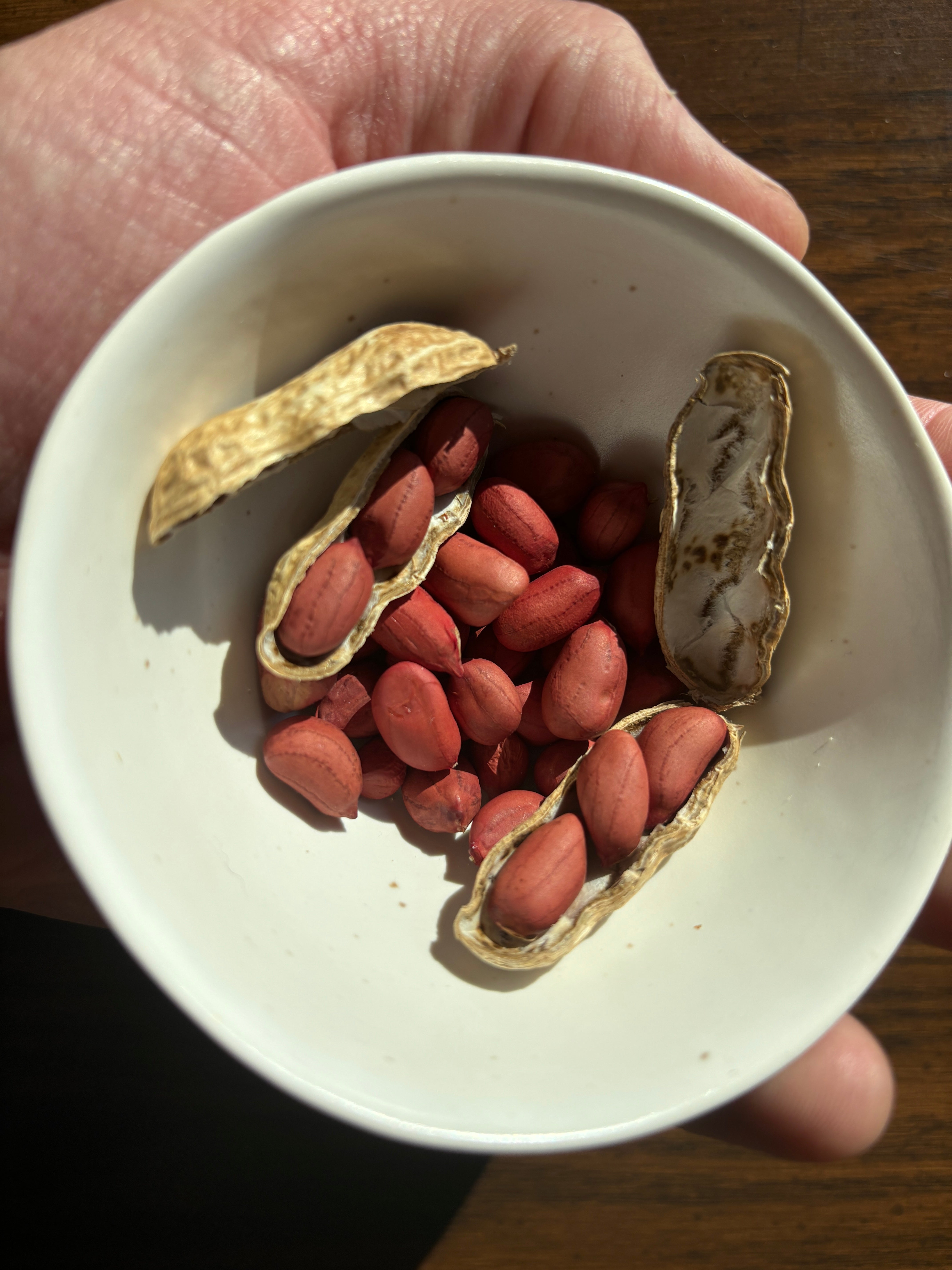 Midwest Tennessee Red Peanut - Organic