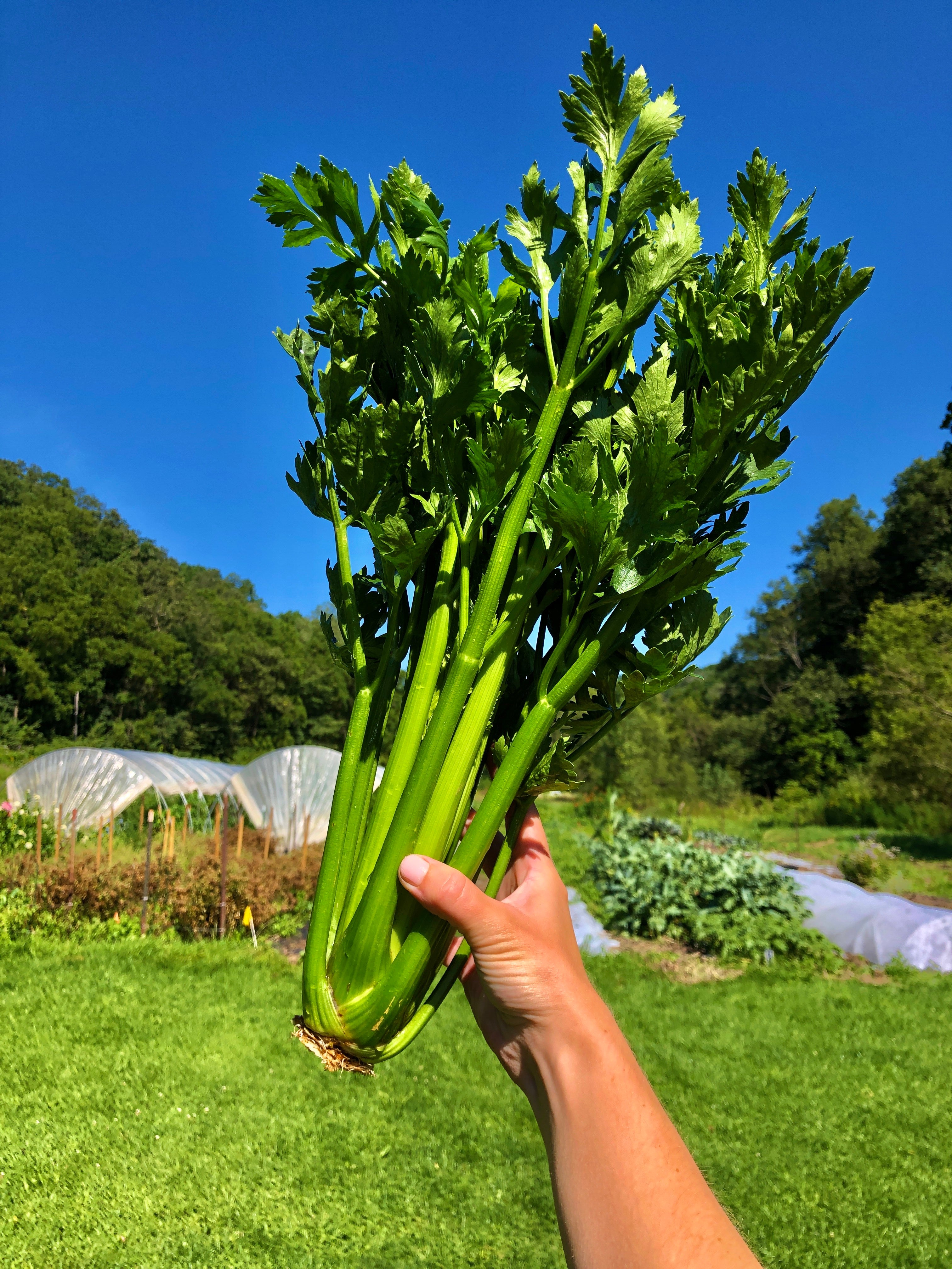 Tall Utah Heirloom Celery - Organic