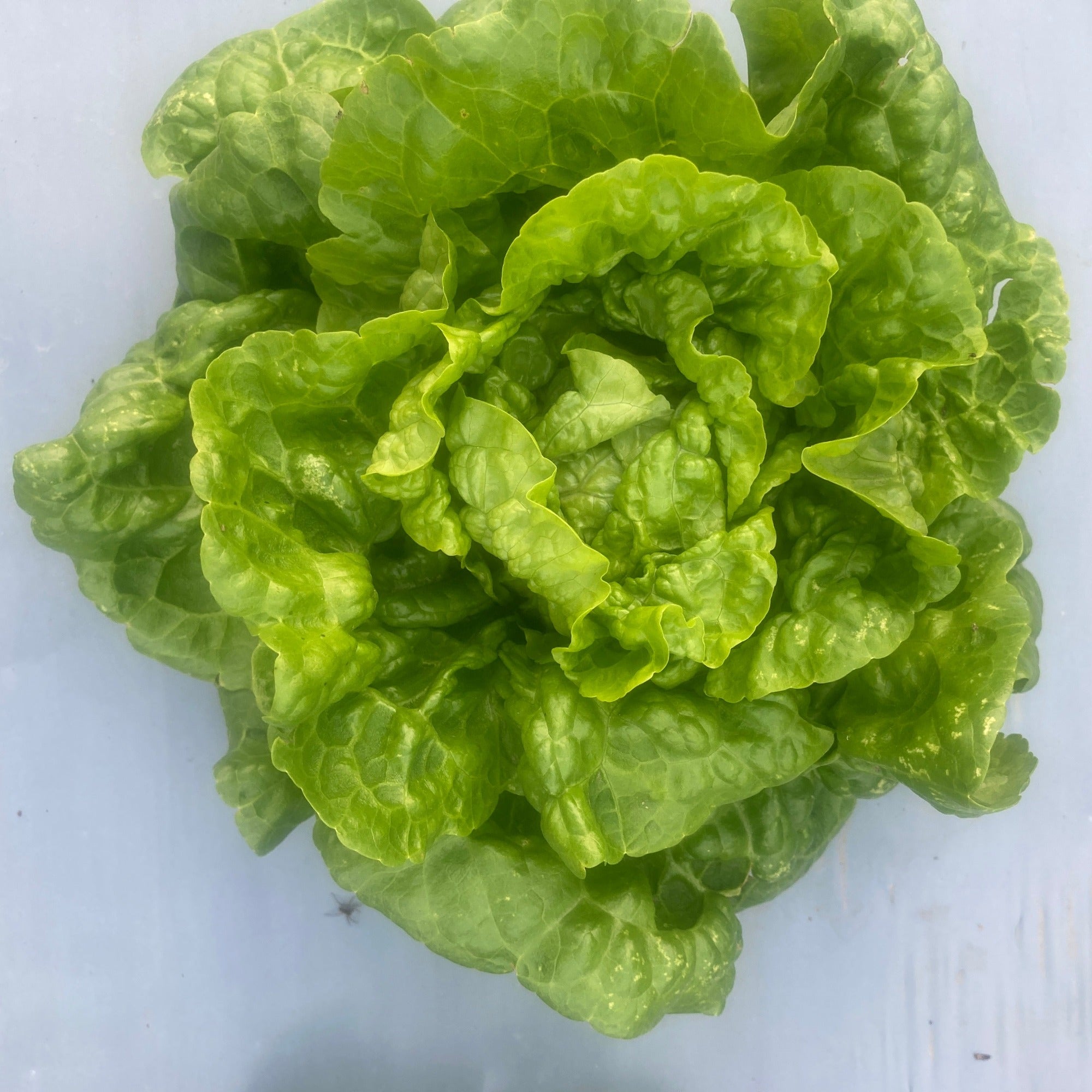 A head of irene green gem lettuce growing in plastic mulch