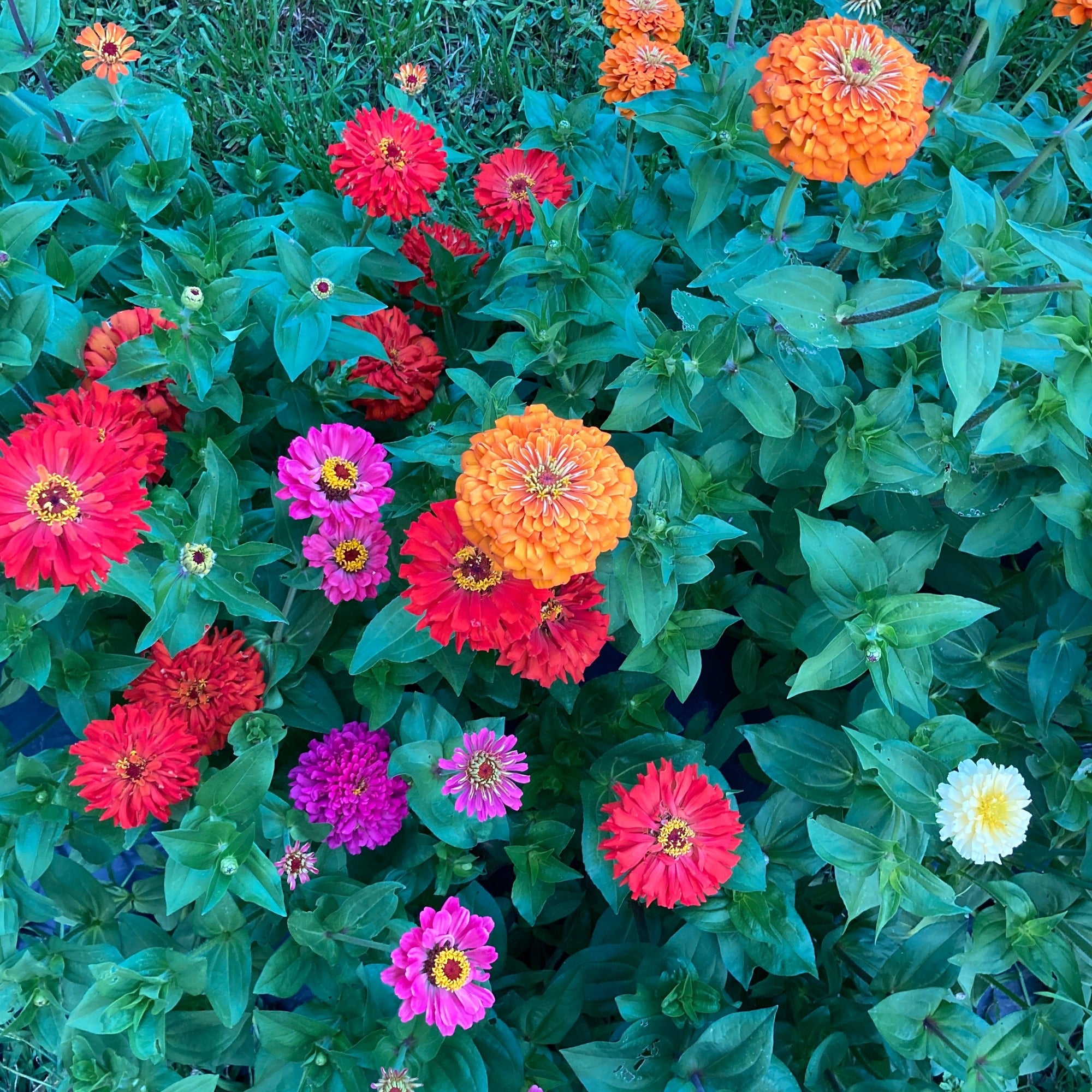 Jim Bagget Zinnia Mix growing in a garden with orange, red, magenta, purple, and white blooms and grass growing behind
