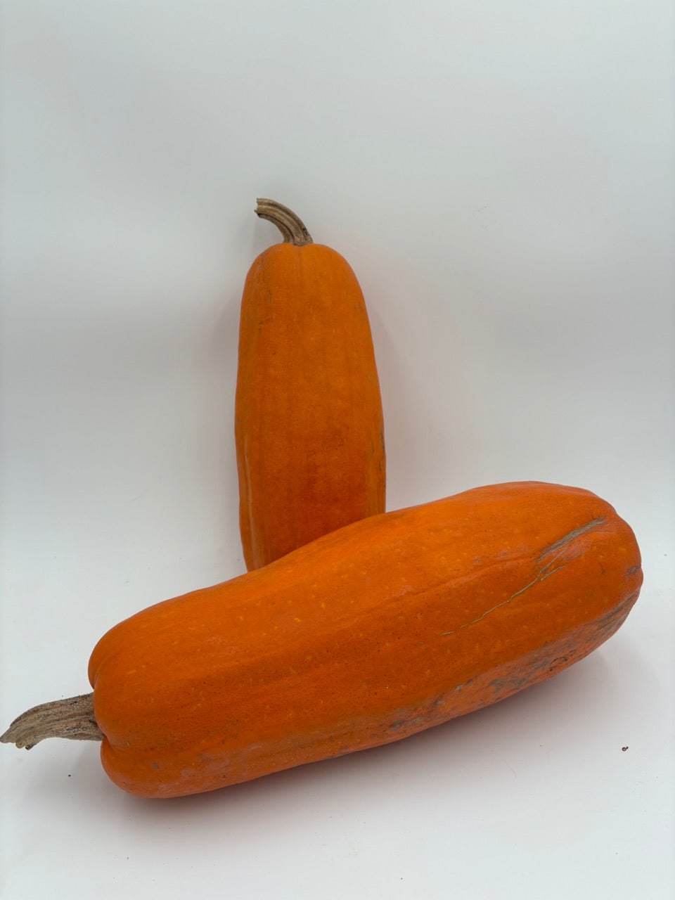 Long Pie Heirloom Winter Squash - Organic