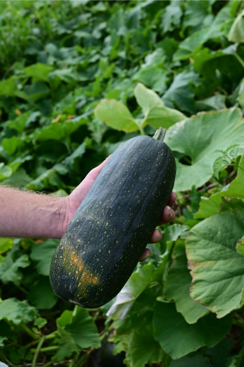 Long Pie Heirloom Winter Squash - Organic