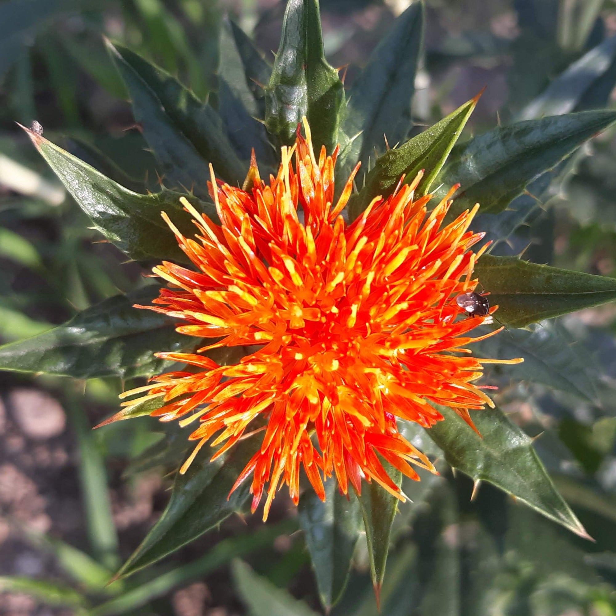 A bright orange, yellow and red bloom of a Lorenzo Trussoni heirloom safflower plant with spines on leaves visible