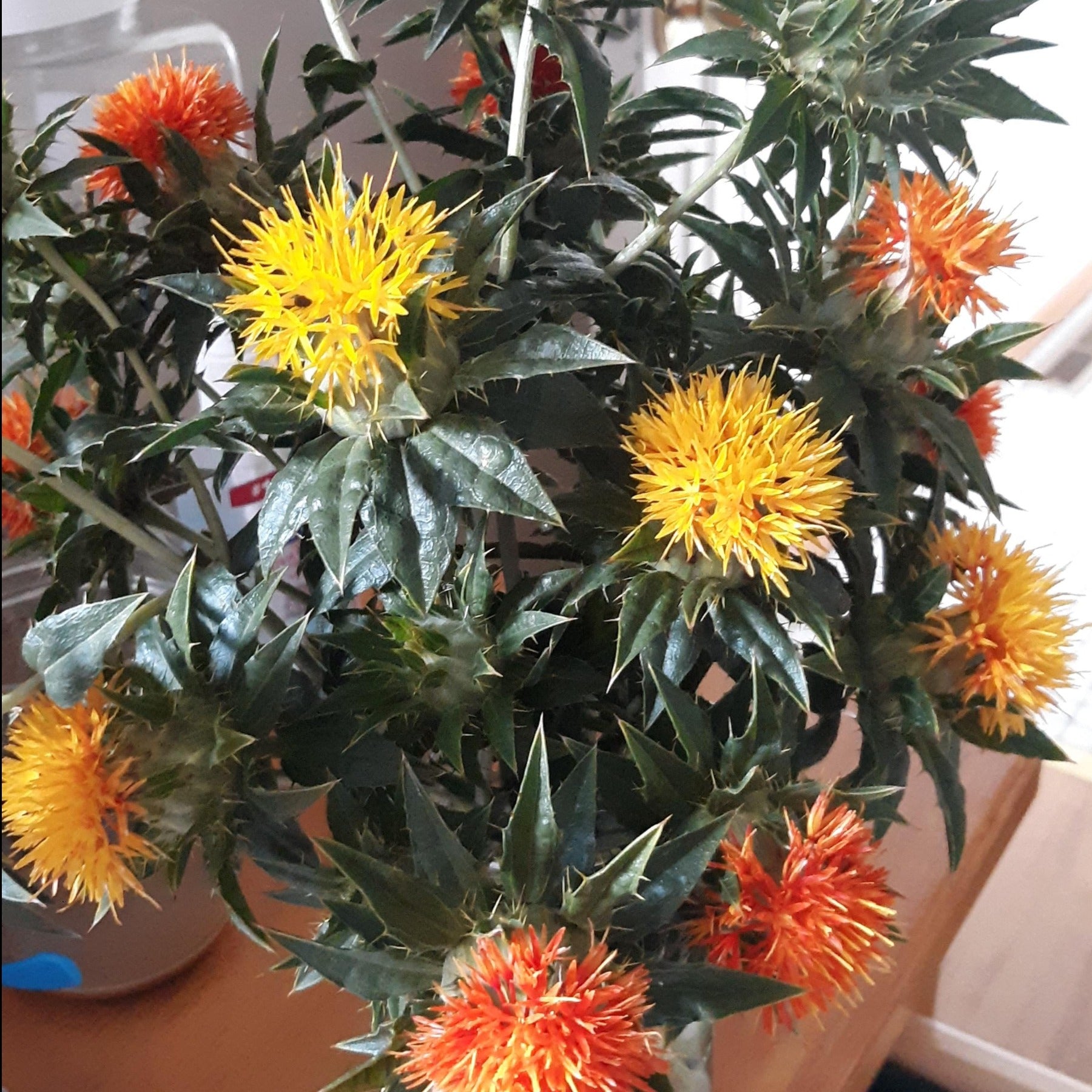 A group of heirloom safflower blooms arranged in a bouquet in a vase