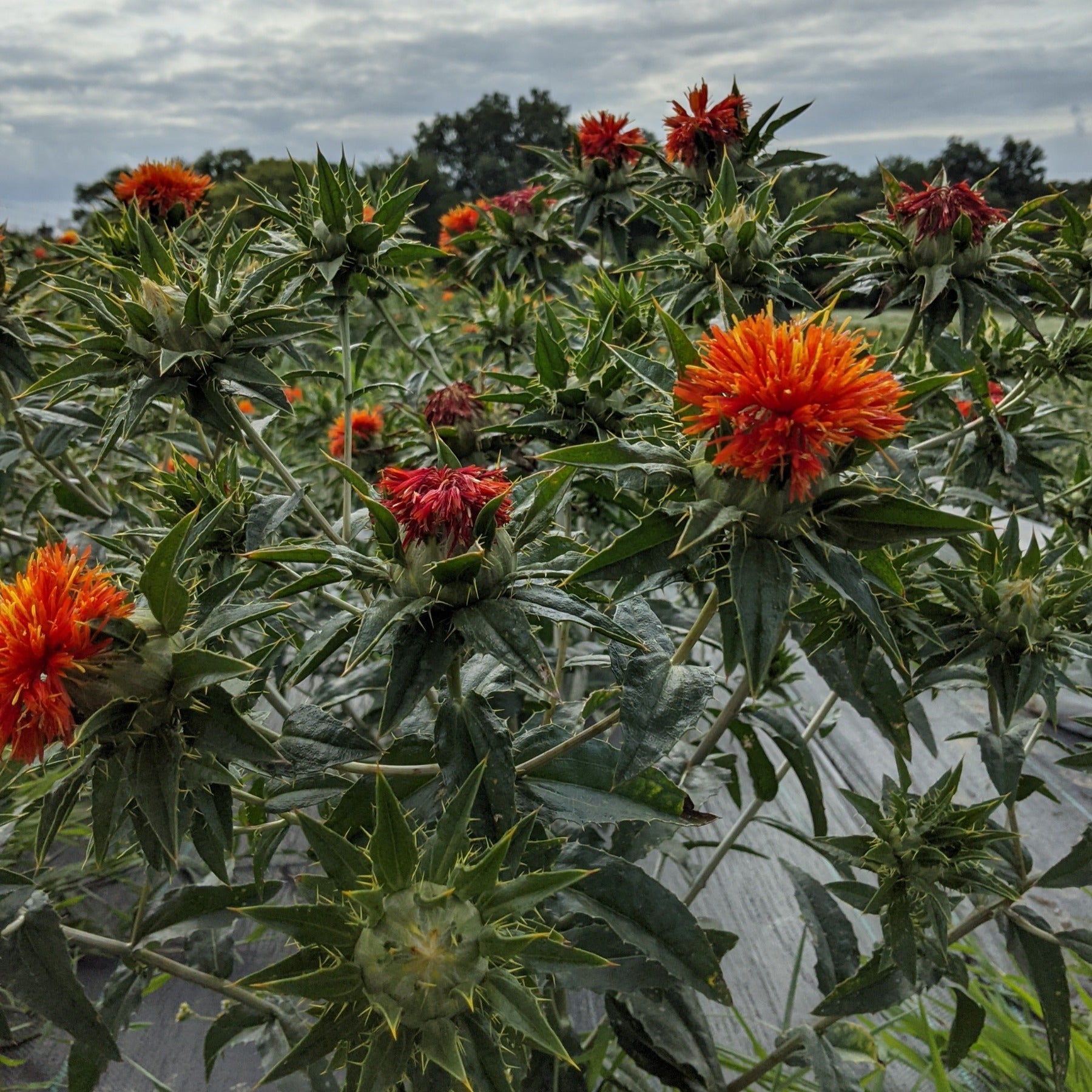 A lorenzo trussoni heirloom safflower plant in the field under cloudy skies