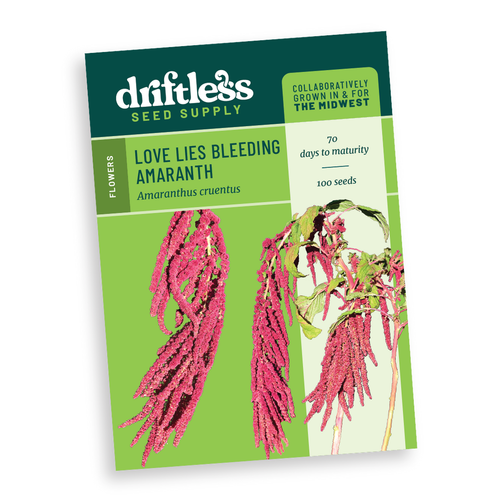 Love Lies Bleeding Amaranth Packets - 100 seeds